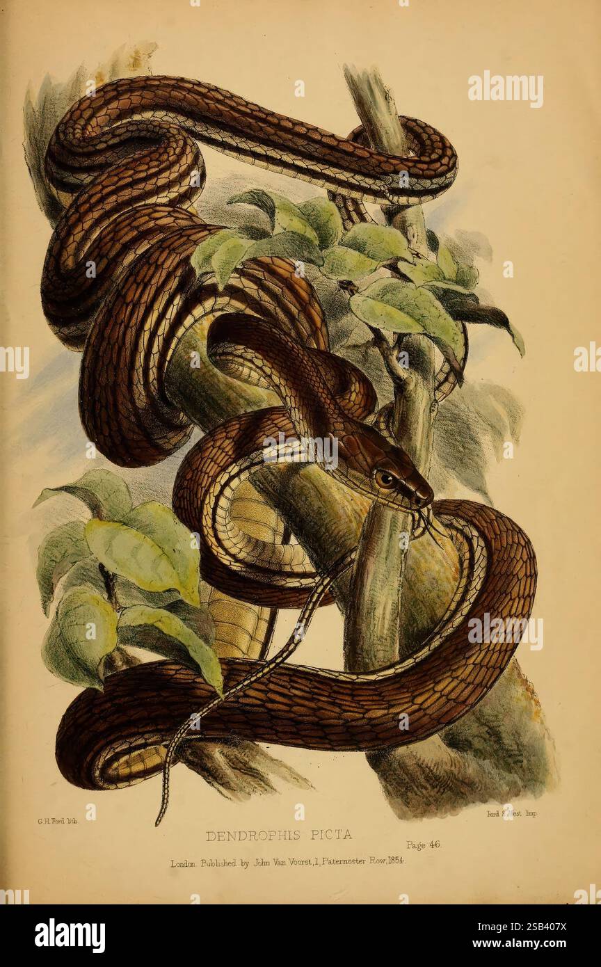 Beiträge zur Naturgeschichte von Labuan und den angrenzenden Küsten von Borneo London, J. Van Voorst, [1855] Natural History, Borneo, Labuan, Dendrophis picta, Eine eindrucksvolle Illustration der Dendrophis picta, allgemein bekannt als die asiatische Baumschlange, die sich anmutig um einen Ast windet. Die lebendigen, gemusterten Schuppen der Schlange zeigen eine reiche Mischung aus Erdtönen, die ihre Tarnung inmitten des üppigen Grüns ihres Lebensraums verstärken. Zarte Blätter umgeben die Schlange und verleihen der Szene ein Gefühl von Tiefe und Vitalität. Diese Darstellung hebt die komplizierten Details der Schlangenform hervor und zeigt i Stockfoto