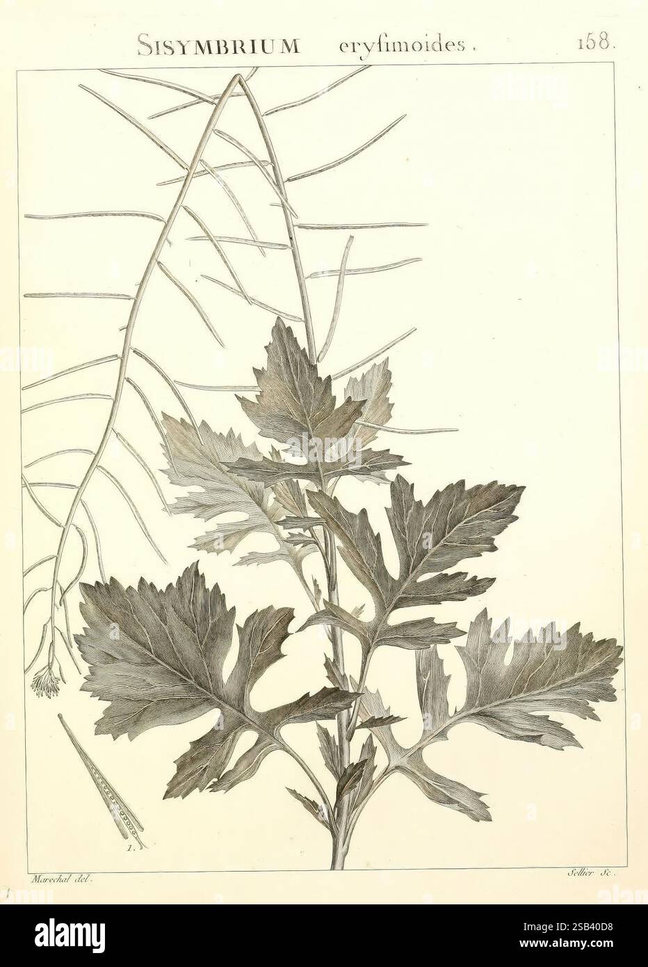 Flora Atlantica, sive, Historia plantarum quae in Atlante, Agro Tunetano et Algeriensi crescunt, Parisiis, apud Blanchon, 1800. Pflanzen, Algerien, Tunesien, die Illustration zeigt eine botanische Studie von Sisymbrium erysimoides, die seine besonderen Eigenschaften zeigt. Die Pflanze ist mit ihren gefiederten, tief gelappten Blättern dargestellt, die sich vom Stamm erstrecken und zu ihrer erkennbaren Form beitragen. Daneben ist ein zarter Blütenstamm abgebildet, der mit winzigen Blüten geschmückt ist, die auf die Blütengewohnheiten der Art hinweisen. Die detaillierte Gravur erfasst die komplexen Venenmuster der Blätter und der s Stockfoto
