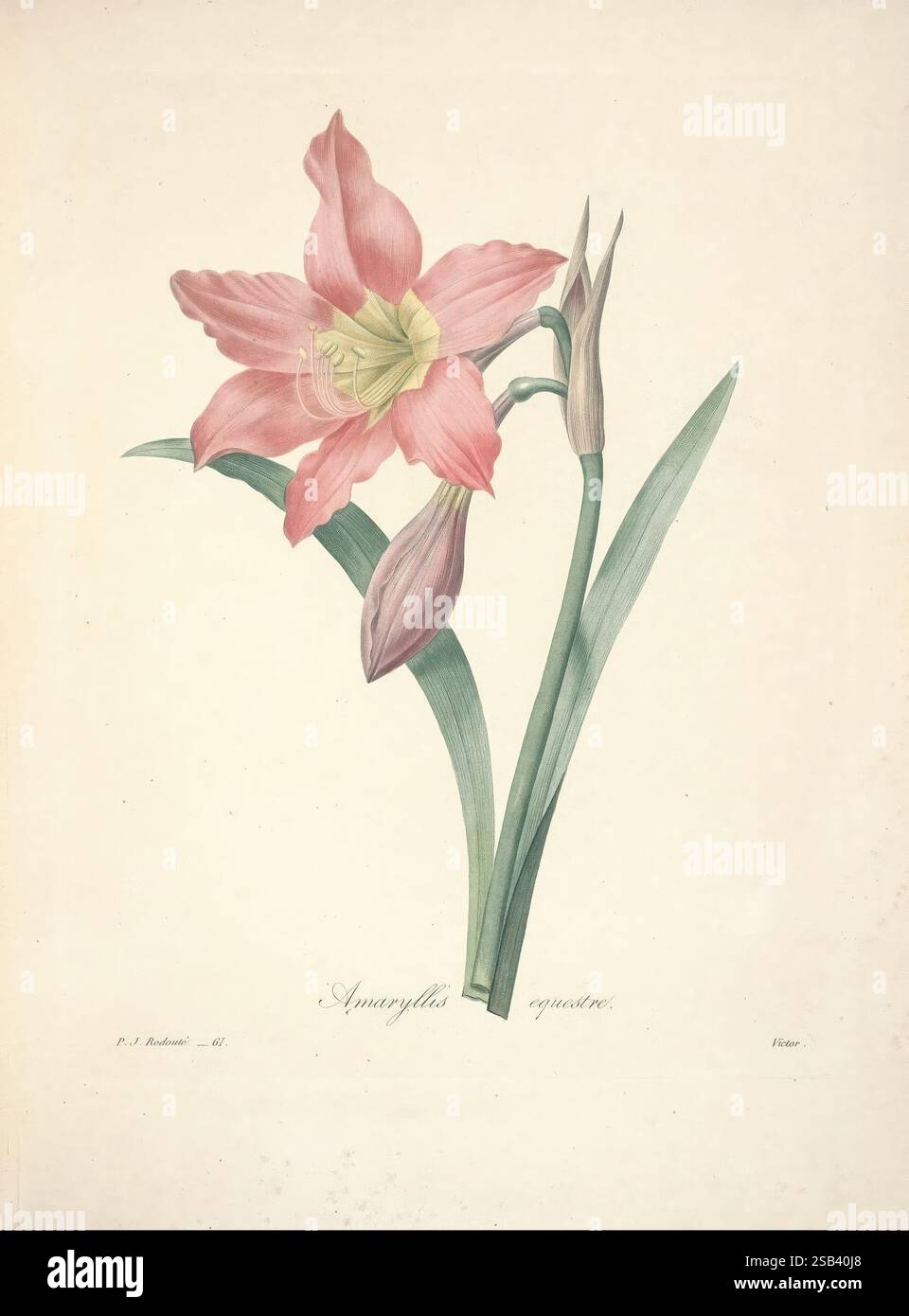 Choix des plus belles fleurs Paris Ernest Panckoucke 1833 France Botany Icons Pictorial Works, Eine wunderschöne Illustration einer Belladonna aus Amaryllis, die allgemein als Belladonna Lilie bekannt ist. Die Blüte hat markante rosa Blütenblätter, die sternförmig angeordnet sind und einen auffälligen, hellgelb-grünen Hals haben. Zwei längliche grüne Blätter runden sich elegant um den Stiel, während eine teilweise geöffnete Knospe das Versprechen neuer Blüten nahelegt. Die zarten Details der Blütenblätter und die glatte Textur der Blätter werden mit einem Schwerpunkt auf natürlicher Schönheit erfasst und spiegeln das komplizierte Design dieses Encha wider Stockfoto