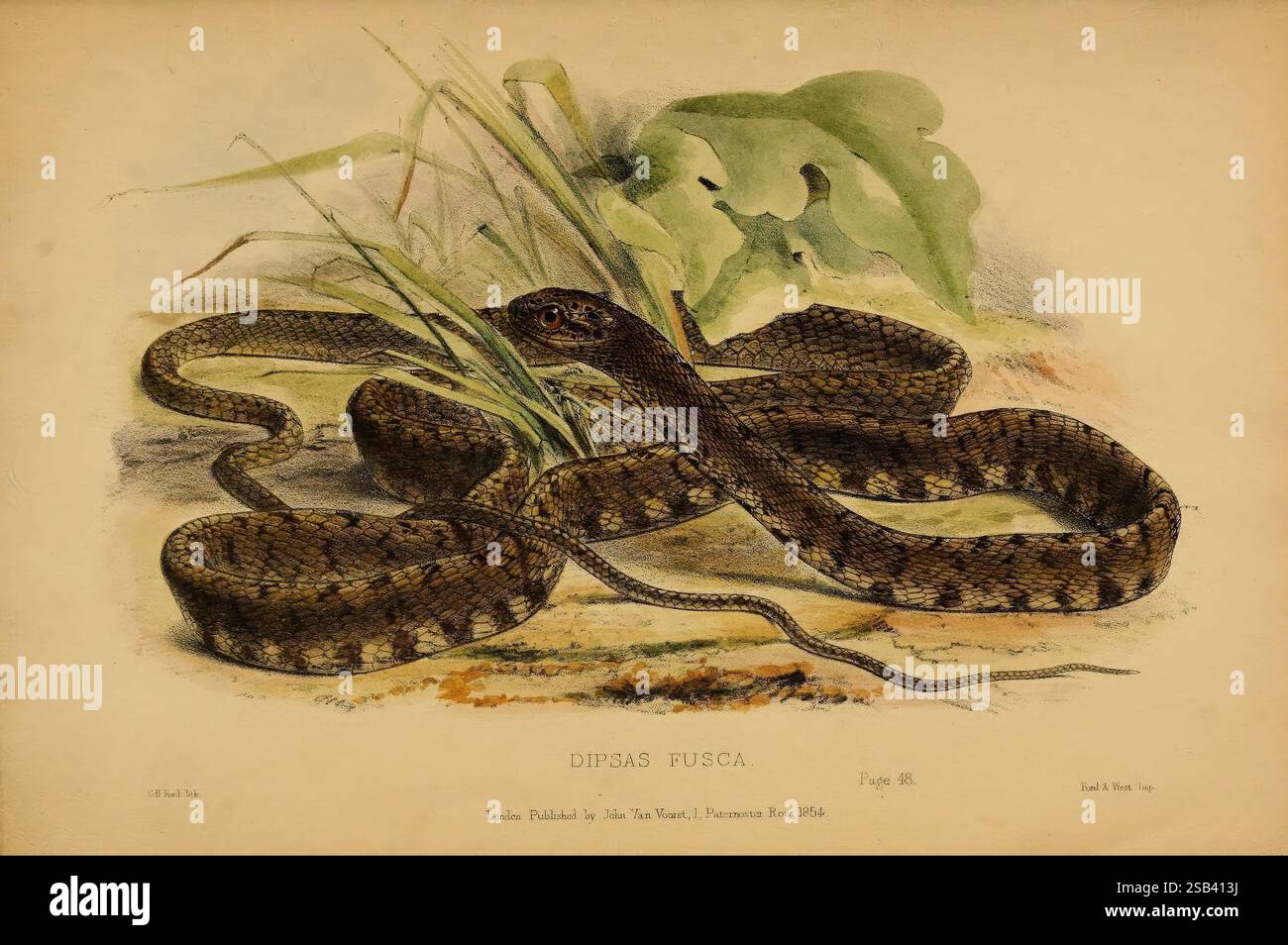 Beiträge zur Naturgeschichte von Labuan und den angrenzenden Küsten von Borneo London, J. Van Voorst, 1855 Natural History, Borneo, Labuan, Dipsas fusca, Eine detaillierte Abbildung eines Dipsas fuscus, die seinen langgestreckten, schlanken Körper mit komplizierten Mustern aus Braun und Braun zeigt. Die Schlange ist anmutig auf einem natürlichen Untergrund gewickelt, umgeben von grünem Laub und Grashalmen. Sein Kopf ist leicht erhöht und zeigt durchdringende Augen, die auf ein warmes Verhalten hinweisen. Der Hintergrund betont den Lebensraum der Schlange, verschmilzt nahtlos mit ihrer Umgebung und spiegelt die Schönheit und das Innere wider Stockfoto