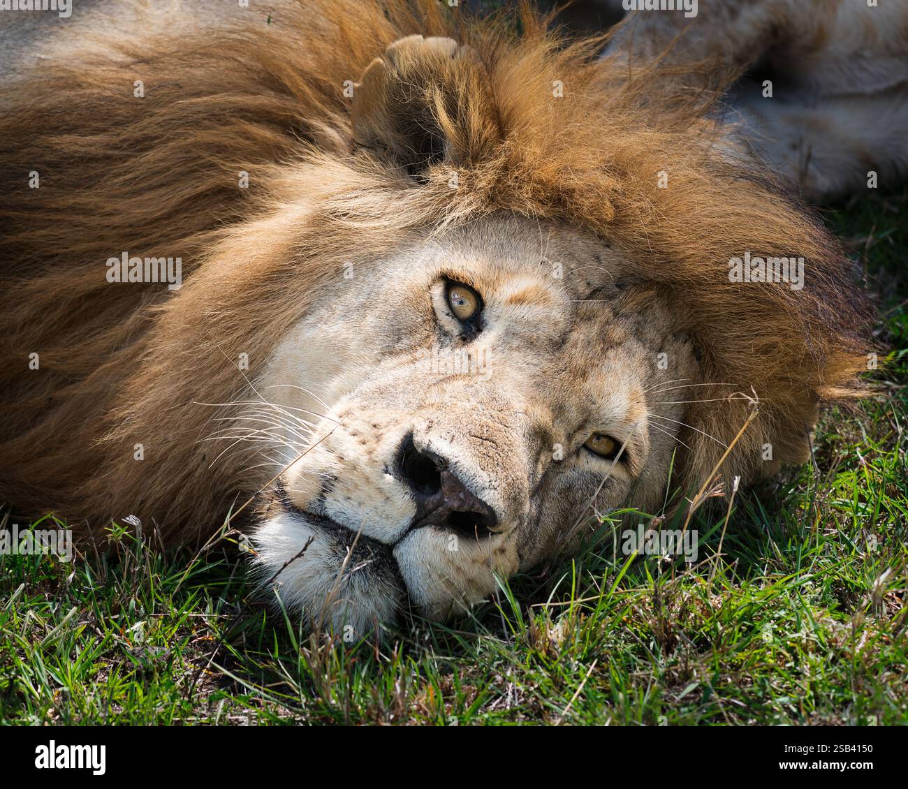 Nahaufnahme eines Löwen (lateinisch: Leo), der auf dem Gras im Serengeti-Nationalpark ruht und direkt in die Kamera blickt Stockfoto