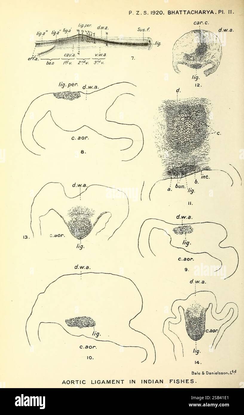 In dieser Illustration wird eine detaillierte Untersuchung des Aortenbandes bei indischen Fischarten vorgestellt. Das Dokument enthält verschiedene beschriftete Diagramme, die die Anatomie und die Strukturmerkmale des Bandes darstellen, mit Angaben zu Bereichen wie den Bandanschlüssen, Arterienästen und Abschnitten, die die Anordnung der Gewebe veranschaulichen. Jede Figur ist akribisch nummeriert und beschriftet, um Einblicke in die einzigartigen Merkmale zu erhalten, die in verschiedenen Proben beobachtet wurden. Die beigefügten Hinweise deuten darauf hin Stockfoto