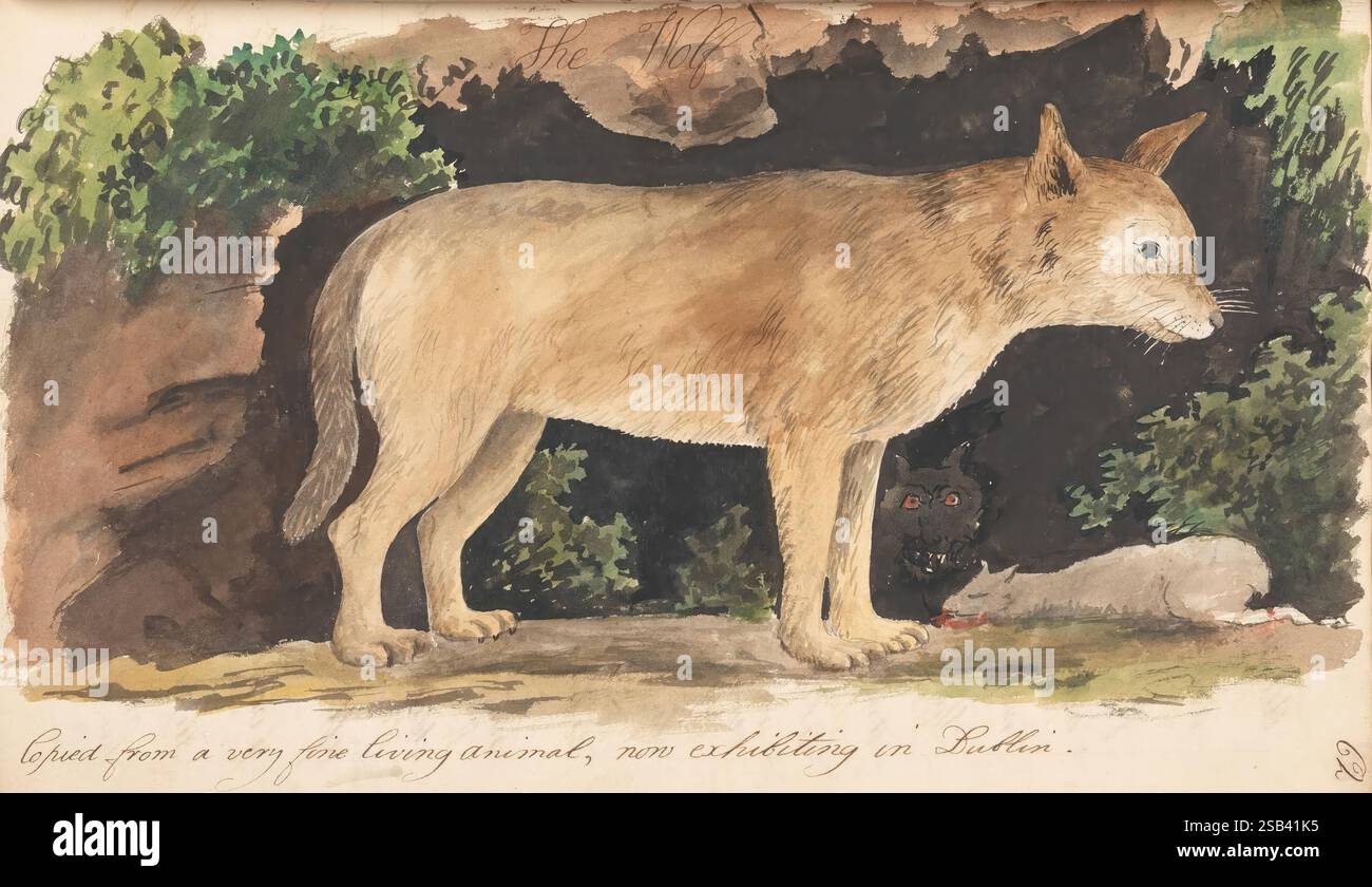 Die Naturalisten Companion enthält Zeichnungen mit geeigneten Beschreibungen einer Vielzahl von Vierbeiner, Vögeln, Fischen, Schlangen und Insekten, die entweder von lebenden Tieren oder von den ausgestopften Exemplaren in den Museen des Kollegiums und du 1810-1817, indigene Artefakte, Kängurus, Museen, einheimische Tiere, einheimische Vögel, Naturkundeillustrationen, Ornithologische Illustrationen, Eine bezaubernde Darstellung eines goldgelben Hundes, der wachsam vor einer üppigen grünen Kulisse steht. Der Hund wird mit viel Liebe zum Detail dargestellt und zeigt seine robuste Körperform und seinen aufmerksamen Ausdruck, EMB Stockfoto