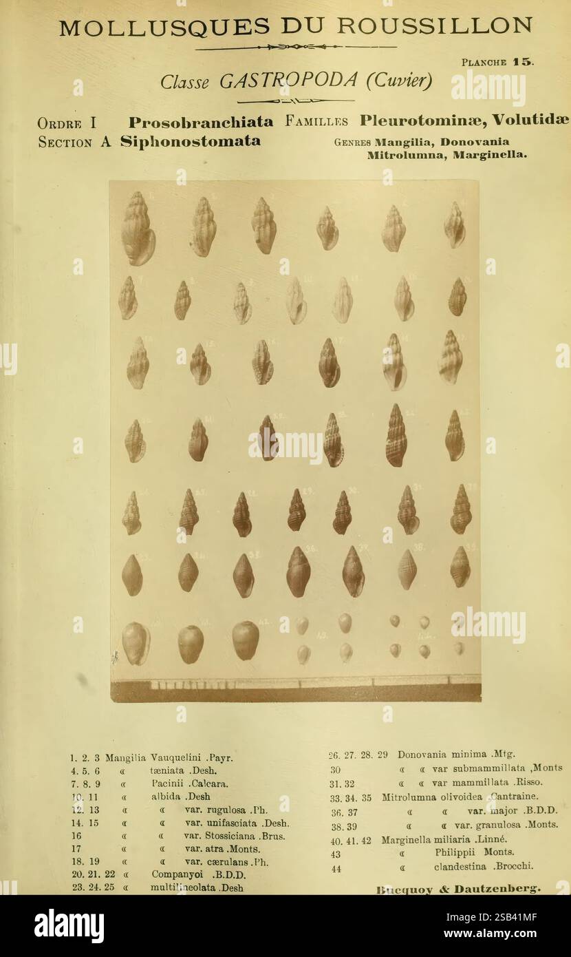 Les Mollusques marins du Roussillon Paris, J.-B. Baillière, [1882]-[1898] Frankreich, Mollusken, Provinz Roussillon, die Abbildung zeigt eine Vielzahl von Gastropodenschalen, die unter der Klasse Gastropoda kategorisiert sind. Sie weist verschiedene Arten aus den Familien Pleurotomidae und Volutidae auf. Jede Hülle ist sorgfältig mit ihrem wissenschaftlichen Namen versehen, zusammen mit dem entsprechenden Sammler- oder Autorennamen. Das Arrangement stellt eine klare visuelle Referenz für die verschiedenen Schalenformen und -Muster dar und unterstreicht die Vielfalt innerhalb dieser Weichtiergruppe. Die Liste enthält Einträge wie 'Mangilia Yasu Stockfoto