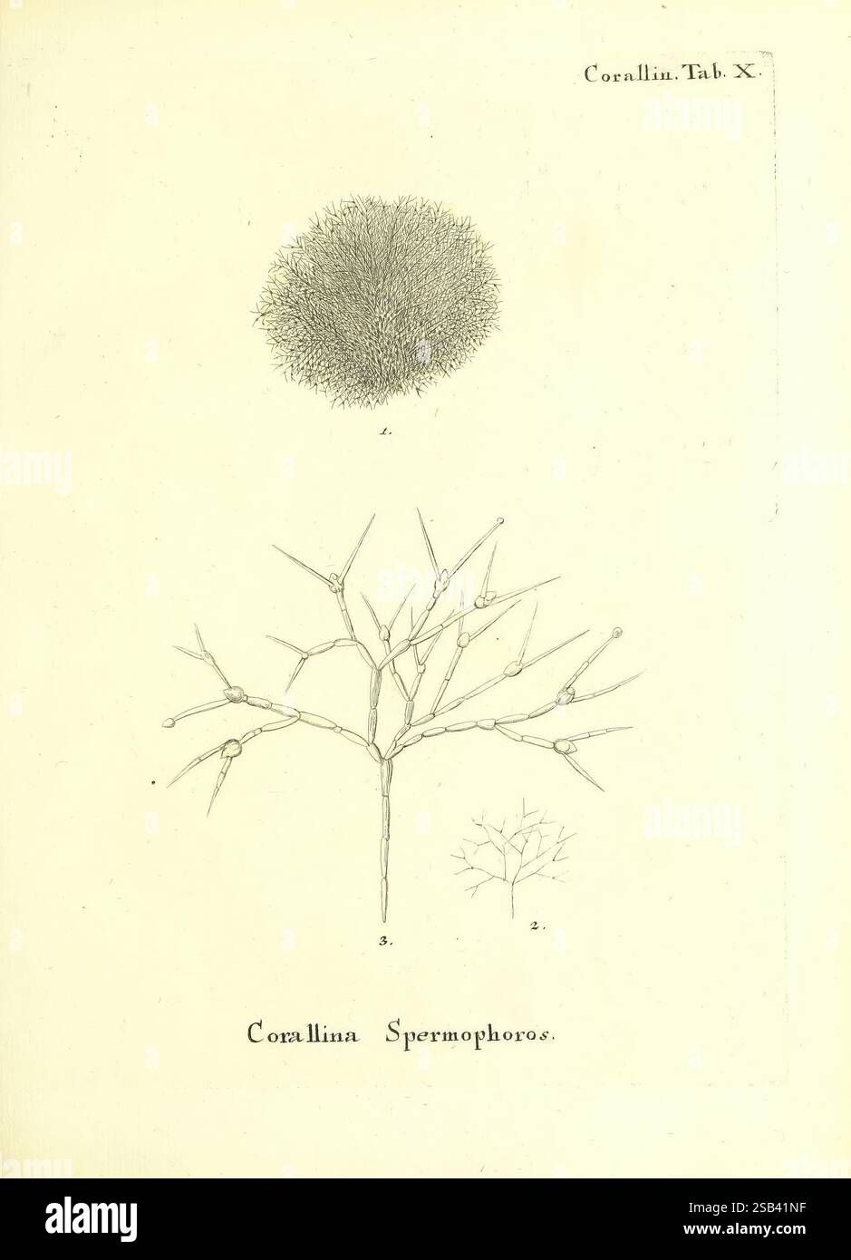 Die Pflanzenthiere in Abbildungen nach der Natur, Nürnberg, in der Raspischen Buchhandlung, 1791-1830, Cnidaria, Ctenophora, eine Illustration, die verschiedene Stadien der Gattung Corallina darstellt und komplizierte Details ihrer Struktur zeigt. Der obere Abschnitt zeigt einen abgerundeten Cluster, der wahrscheinlich eine reife Reproduktionsform darstellt, während die untere Hälfte detaillierte zweigähnliche Formationen mit verlängerten Anhängen aufweist. Der wissenschaftliche Name „Corallina Spermophoros“ ist elegant unter das Bild eingeschrieben und unterstreicht seine biologische Bedeutung. Diese Abbildung zeigt die Komplexität und Schönheit Stockfoto
