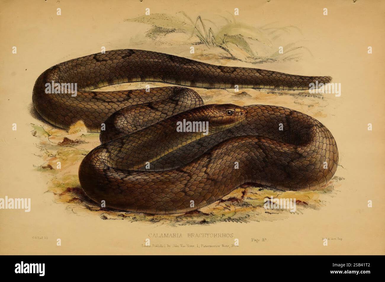 Beiträge zur Naturgeschichte von Labuan und den angrenzenden Küsten von Borneo London, J. Van Voorst, [1855] Natural History, Borneo, Labuan, Calamaria Brachyorrhos, Eine detaillierte Darstellung einer Schlange, die ihren langgestreckten Körper auf einer sandigen Oberfläche zeigt. Die Waagen der Schlange zeigen komplizierte Muster, die von dunklen Brauntönen bis zu helleren Tönen reichen und die natürliche Tarnung betonen. Der leicht hochgezogene Kopf verfügt über scharfe, aufmerksame Augen und eine klar definierte Schnauze, die das scharfe Bewusstsein der Kreatur zum Ausdruck bringt. Um die Schlange herum sorgen Anklänge von Laub und Bodenstruktur für einen Kontext Stockfoto
