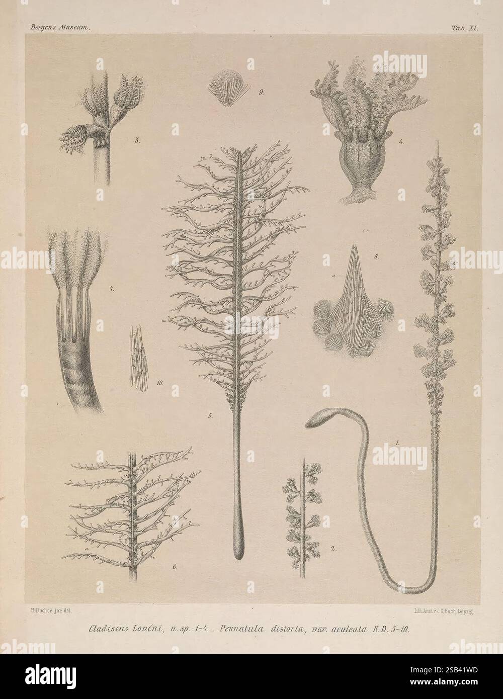 Nye, Alcyonider, Gorgonider, og Pennatulider tilhørende Norges Fauna, Bergen, J. Griegs bogtrykkeri, 1883, Alcyonaria, diese Abbildung zeigt eine Vielzahl von komplizierten botanischen Formen, die jeweils mit entsprechenden Buchstaben gekennzeichnet sind. Zu den vielfältigen Strukturen gehören zarte Wedel mit komplizierten Verzweigungsmustern, die Unterwasserpflanzen ähneln. Zu den bemerkenswerten Merkmalen gehören spiralförmige und frondähnliche Verlängerungen, die Anpassungen an einzigartige Umgebungen vorschlagen. Die Details verdeutlichen die Komplexität der Morphologie der Pflanze und zeigen Texturen und Formen auf, die die Vielfalt innerhalb dieser speziellen Gattung veranschaulichen Stockfoto