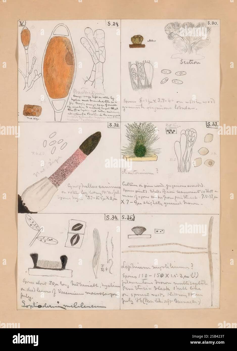 Roland, Thaxter, Skizze, Buch, diese Seite enthält eine Reihe botanischer Illustrationen und handgeschriebener Notizen. Es gibt Skizzen von verschiedenen Pflanzenproben, einschließlich länglicher und runder Formen, zusammen mit detaillierten Anmerkungen, die ihre Eigenschaften beschreiben. Mehrere Zeichnungen zeigen spezifische Pflanzenteile wie Samen, Wurzeln und Blätter sowie wissenschaftliche Namen und Messungen. Die Illustrationen sind in einem Rasterformat angeordnet, wobei Etiketten verschiedene Exemplare anzeigen, und zusätzliche Notizen an den Rändern geben Einblicke in die Eigenschaften oder Verwendungen der Pflanzen. Insgesamt ist die Komposition konve Stockfoto