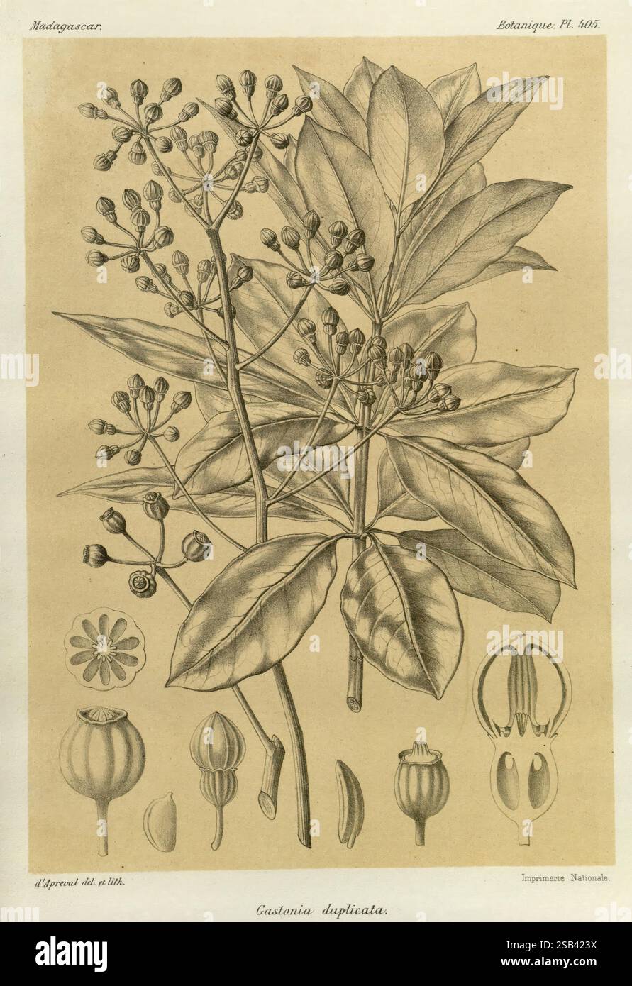 Histoire physique, naturelle, et politique de Madagascar Paris, impr. nationale, 1885-, Beschreibung und Reise, lepidoptera, madagaskar, Karten, Naturgeschichte, diese detaillierte botanische Illustration zeigt die Pflanzenart Gustonia duplicata, die in Madagaskar heimisch ist. Die Komposition enthält eine markante Darstellung der Blätter der Pflanze, die sich durch ihre langgezogene Form und hervorstechende Adern auszeichnet. Um die Blätter herum befinden sich zarte Gruppen von kleinen Blüten und Knospen, die die Fortpflanzungseigenschaften der Pflanze veranschaulichen. Verschiedene Stufen der Obst- und Blumenstruktur sind dargestellt, einschließlich Stockfoto