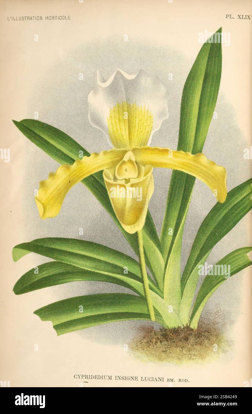 L'Illustration Horticole, Gand, Belgien, Imprimerie et Lithographie de F. et E. Gyselynck, 1854-1896, Blumenzucht, Gartenbau, Gewächshäuser, Gartenbau, Zeitschriften, die Illustration zeigt eine auffällige Orchideenart, bekannt als Cypripedium insigne Luciani. Die Blüte zeigt eine einzigartige Struktur mit einer markanten, beutelartigen Lippe, die ein charakteristisches Merkmal der Gattung Cypripedium ist. Die Blume ist mit leuchtenden gelben und weißen Blüten verziert, die elegant angeordnet sind, um ein fesselndes und zartes Aussehen zu schaffen. Die Pflanze ist mit sattgrünen Blättern dargestellt, die einen reichen Kontrast zum f bieten Stockfoto