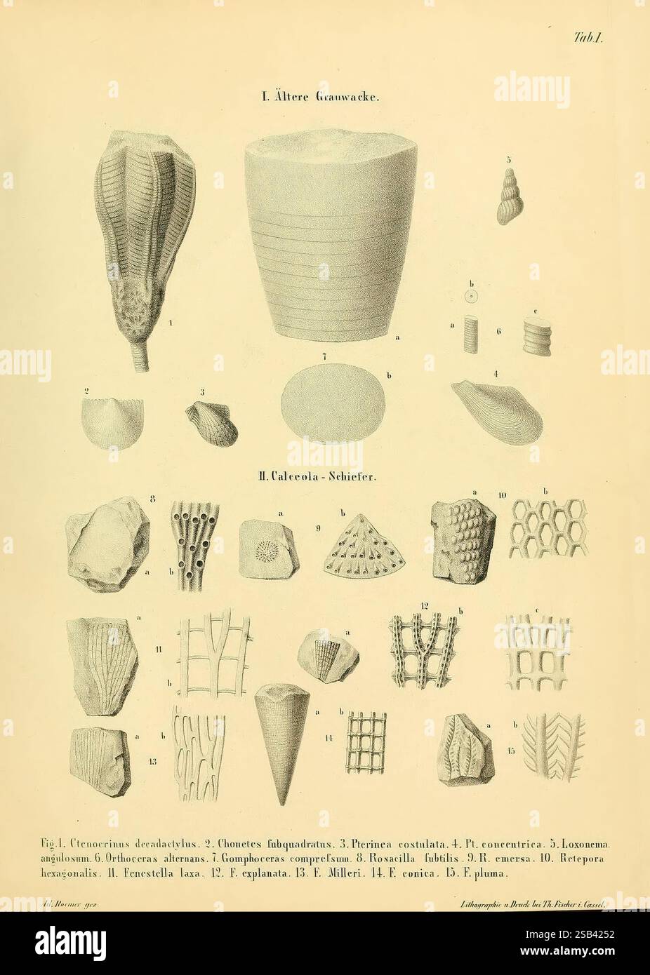Palaeontographica, Cassel, Theodor Fischer, 1846-1933, 560643, Geologie, Stratigraphie, Paläontologie, Zeitschriften, Museum für vergleichende Zoologie, Fossilien, die Illustration zeigt eine Sammlung verschiedener natürlicher Formen und Strukturen, die eine Vielzahl von Formen und Texturen zeigen. Jedes Objekt ist akribisch mit einer entsprechenden Zahlennummer versehen, die ihre Klassifizierung innerhalb einer wissenschaftlichen oder künstlerischen Studie angibt. Zu den ausgestellten Gegenständen gehören Muscheln, korallenartige Formationen und verschiedene geologische Exemplare, die ihre komplizierten Designs und die natürliche Schönheit betonen. Das Arrangement-Angebot Stockfoto