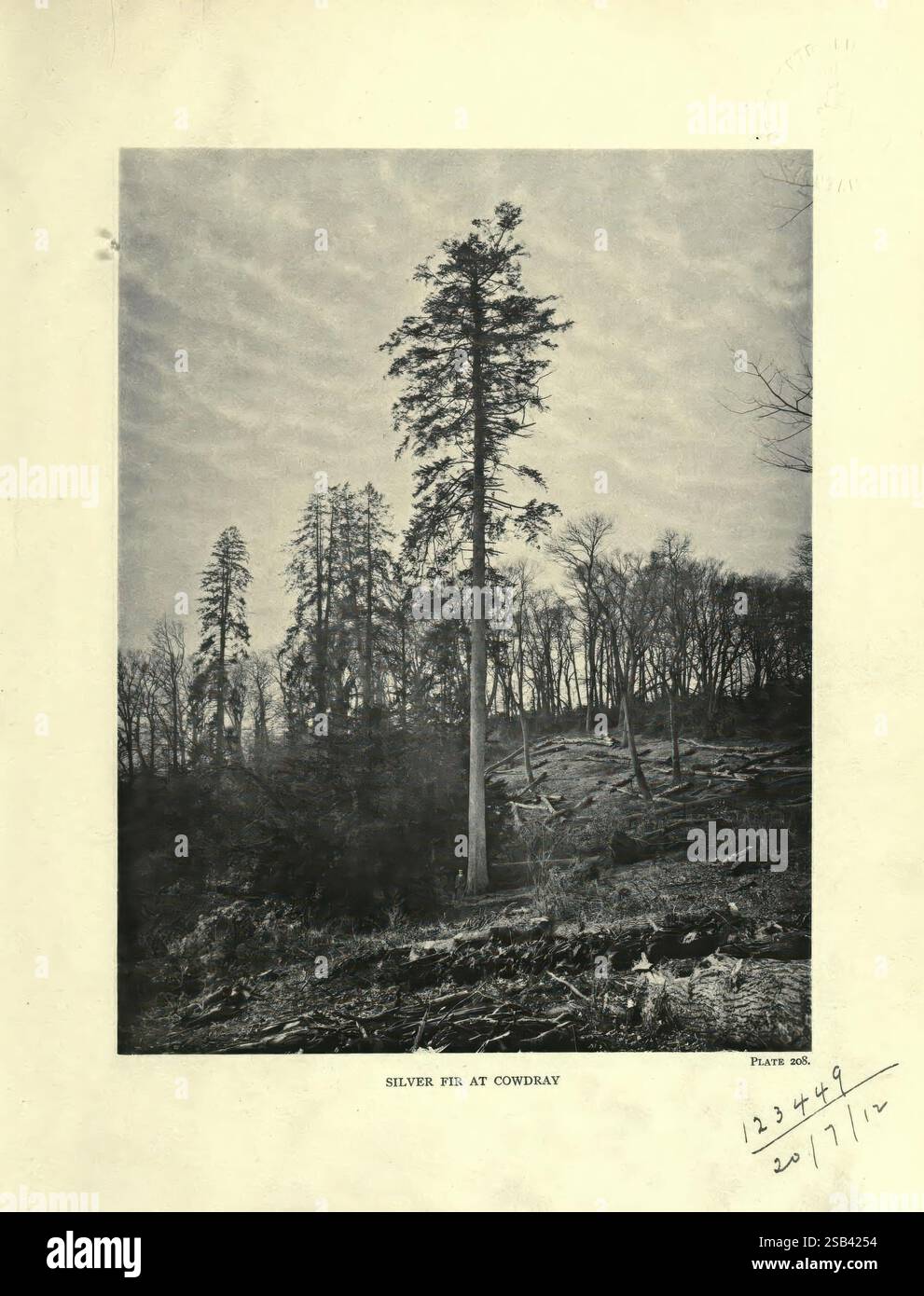The Trees of Great Britain & Ireland, Edinburgh, Priv. Print, 1906-13, Großbritannien, Irland, Bäume, eine eindrucksvolle Szene zeigt eine hohe Silbertanne, die majestätisch inmitten einer Landschaft steht, die von der jüngsten Holzfällerei geprägt ist. Um die Tanne herum erheben sich mehrere andere Bäume, einige deutlich kleiner, in den Himmel. Der Boden ist verstreut mit abgefallenen Ästen und Holz, was auf die Folgen der Entwaldung hinweist. Im Hintergrund bilden eine Vielzahl von Bäumen ein dichtes Baldachin, deren Silhouetten sich von der offenen Fläche darunter abheben. Eine Reihe von Wolken ziehen sich über den Himmel und verleihen dem Textur Stockfoto