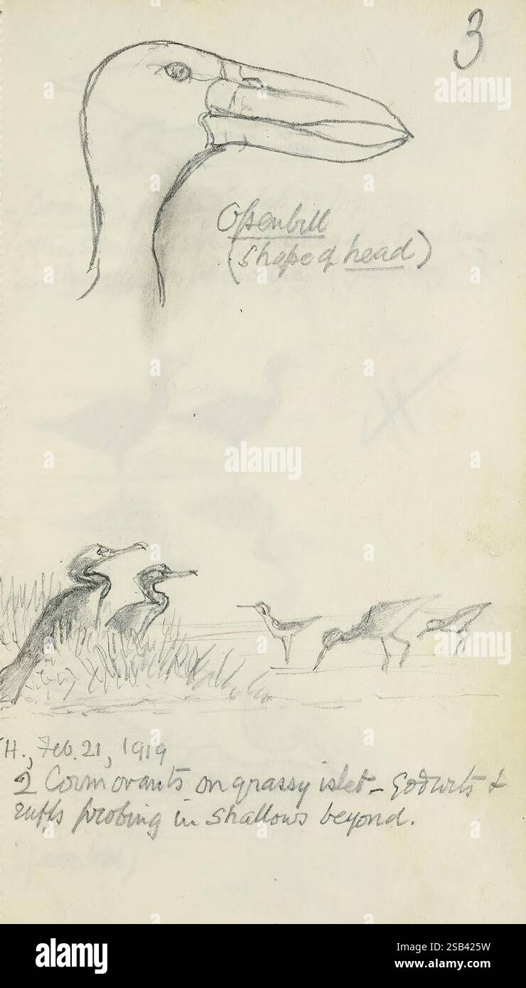 Abel Chapmans Sudanskizzenbücher, zwischen 1913 und 1919, zeigt die Skizze einen Opanbill, der sich durch seine charakteristische Kopfform auszeichnet und an der Spitze deutlich positioniert ist. Darunter sind zwei Kormorane auf grasbewachsenen Inseln vor dem Hintergrund flacher Gewässer abgebildet, in denen verschiedene Vögel auf der Suche sind. Das Datum „76.21.1919“ ist neben den Initialen des Künstlers vermerkt, was einen Moment in der Zeit angibt, der das ruhige Ambiente der Feuchtgebiete einfängt und die Verbindung zwischen den Vögeln und ihrem Lebensraum unterstreicht. Stockfoto