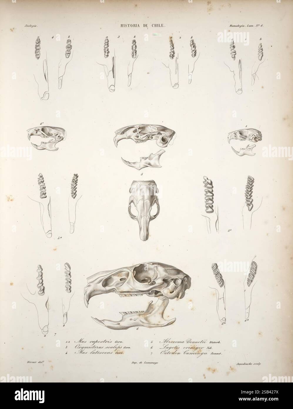 Historia fisica y politica de Chile segun documentos adquiridos en esta republica durante doce anos de residencia en ella y publicada bajo los auspicios del supremo gobierno Paris Chile en el Museo de historia Natural de Santiago EN casa del autor 1844-71 Chile Pflanzengeschichte Naturgeschichte Landwirtschaft Zoologie Quellen Politik und Regierung, Eine detaillierte Illustration, die verschiedene Aspekte des Schädels und Skelettstruktur einer in Chile zeigt. Die Komposition umfasst mehrere Ansichten des Schädels und hebt charakteristische Merkmale wie die Nasenhöhle, die Zahnanordnung und hervor Stockfoto