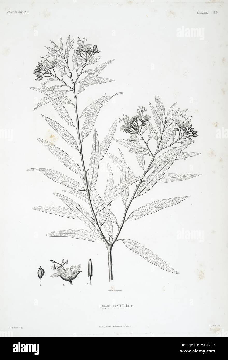 Tentamen florae Abyssinicae Parisiis, Arthus Bertrand, 1847-1851, Eine botanische Illustration der Pflanze **Clitoria langcifolia** mit ihren langen Blättern und zarten Blüten. Die detaillierte Darstellung hebt die komplizierten Texturen der Blätter und die Struktur der Blüten hervor, einschließlich Blüten in verschiedenen Entwicklungsstadien. Unten sind kleinere Darstellungen der Knospen und Samen der Pflanze zu sehen, die einen umfassenden Überblick über ihre Fortpflanzungselemente bieten. Das Arrangement betont die botanischen Merkmale und verbessert so das Studium dieser Spezies. Stockfoto