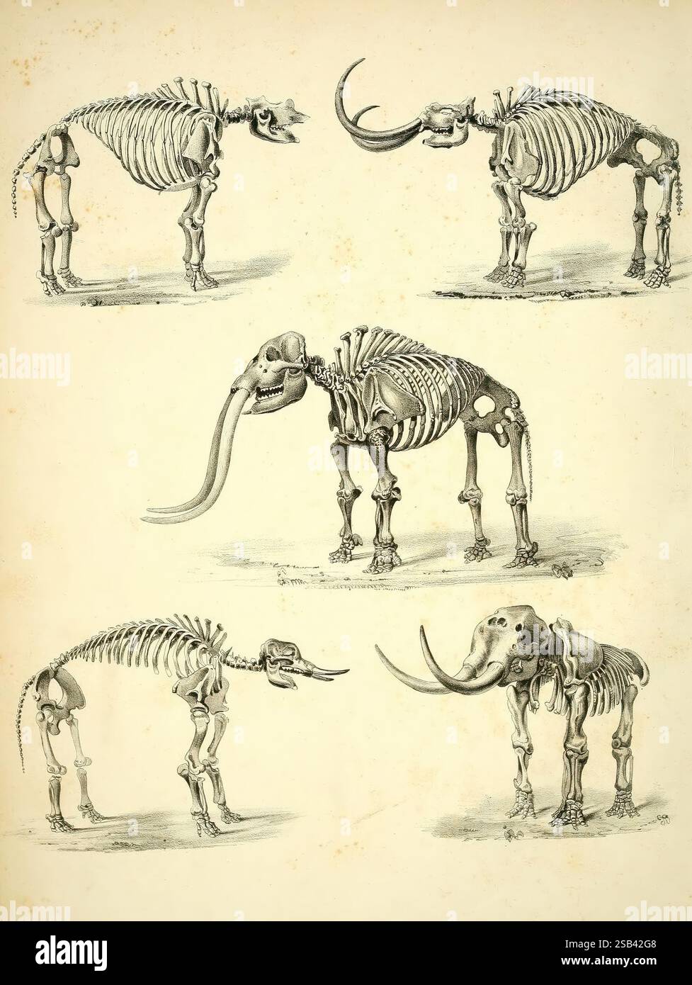 Mastodon, giganteus, von, Nord, Amerika, Boston, J, Wilson, 1852, Paläontologie, Nordamerika, Mastodons, Mammut, Americanum zeigt diese Illustration die Skelettstrukturen verschiedener Tiere, einschließlich eines traditionellen Elefanten und eines Mammuts. Jedes Skelett wird aus mehreren Winkeln dargestellt, was eine umfassende Untersuchung der anatomischen Merkmale ermöglicht. Die detailreiche Darstellung hebt wichtige Aspekte hervor, wie die Krümmung der Wirbelsäule, die Form des Schädels und die einzigartigen Eigenschaften der Gliedmaßen, wodurch die Unterschiede und Ähnlichkeiten dieser faszinierenden Kreaturen gegeneinander stehen. Die Stockfoto