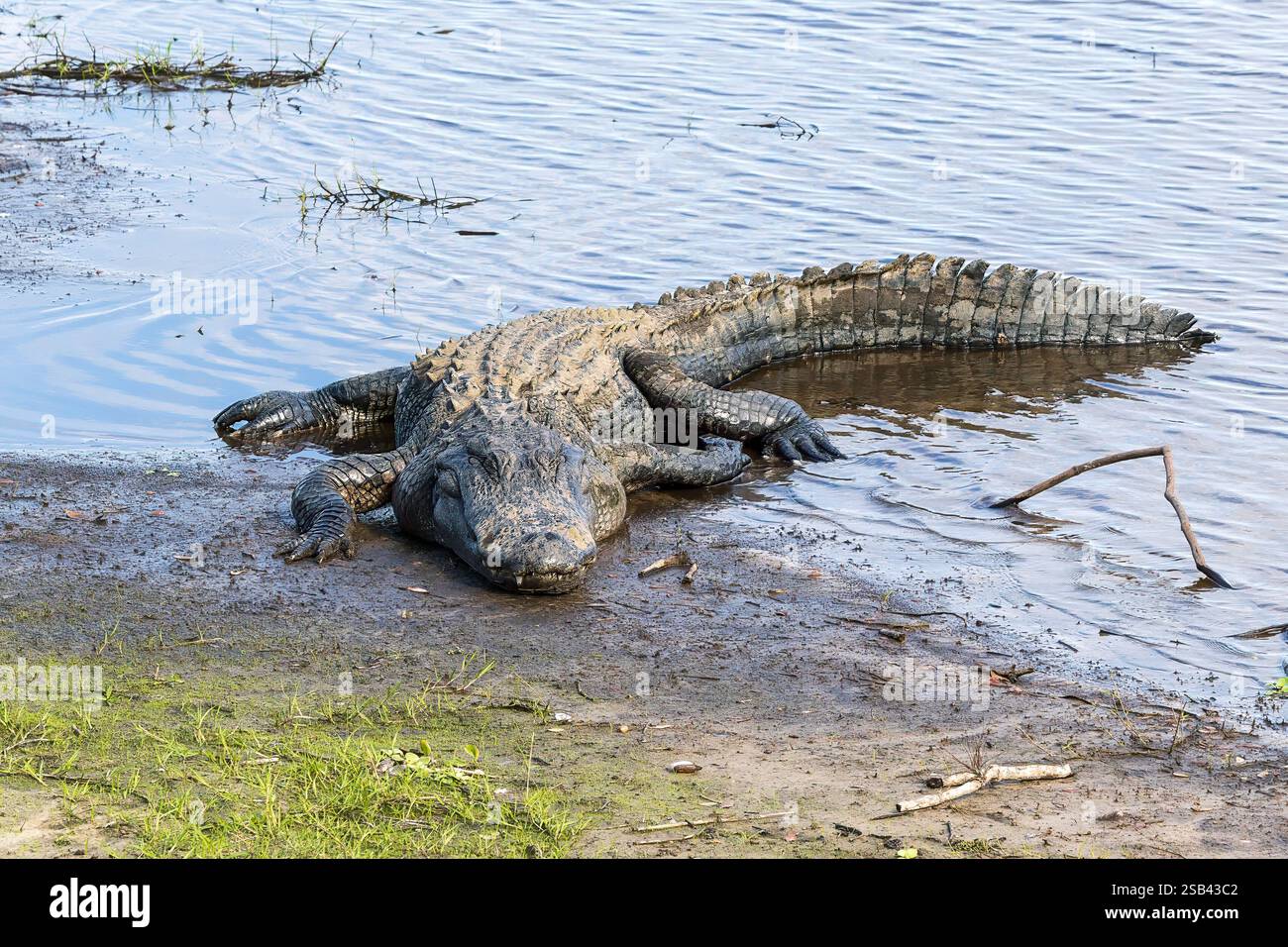 Alligator, der den Tag vor der Suche nach einer Mahlzeit genießt. Stockfoto