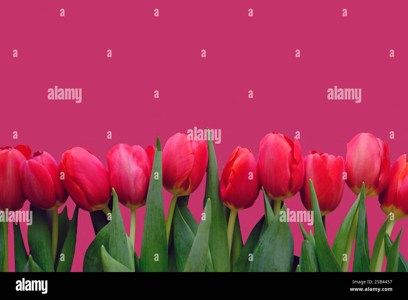 Blumenzusammensetzung. Rote Tulpenblüten isoliert auf Farbe rot hintergrundet. Stockfoto