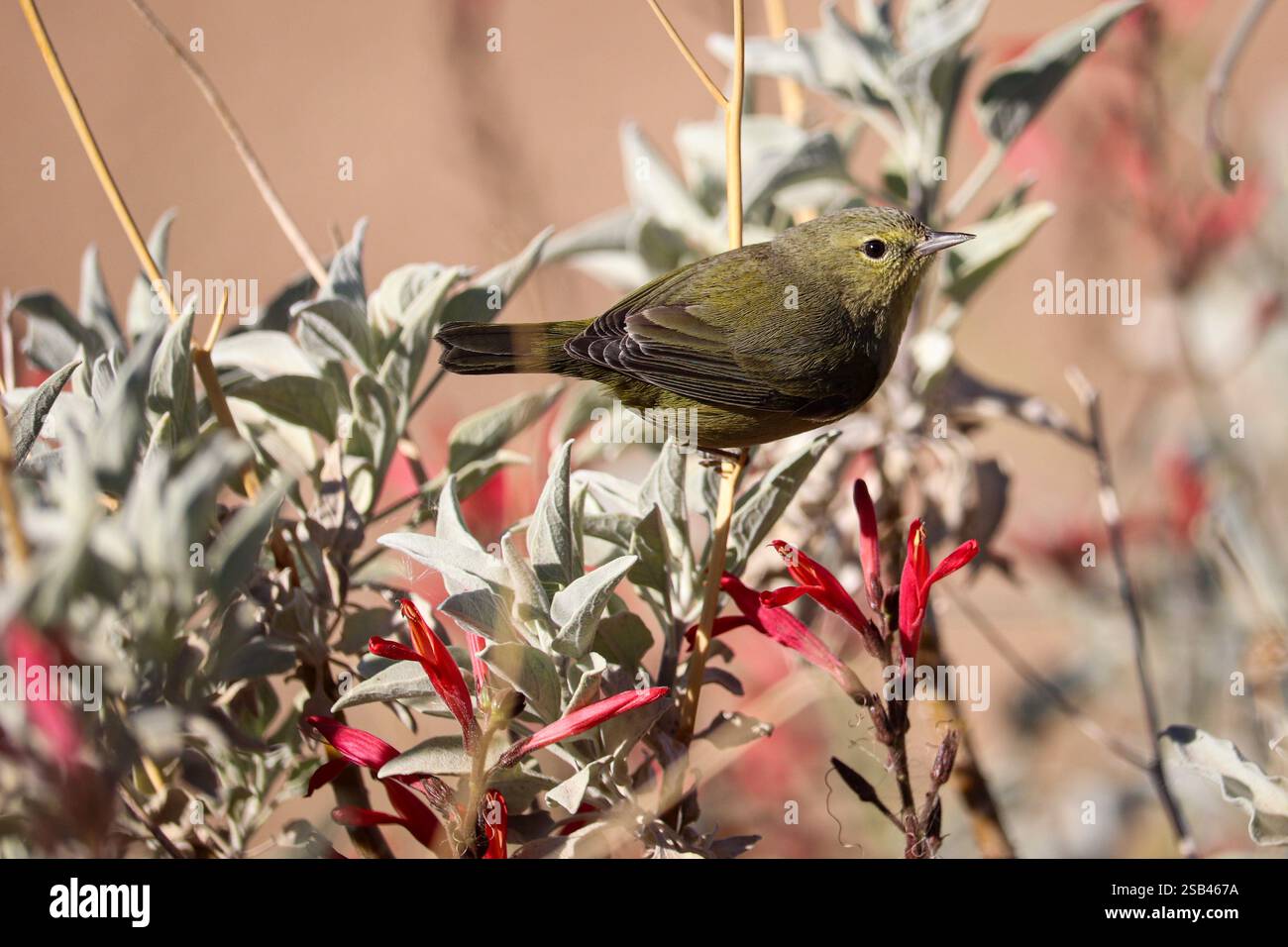 Der orangengekrönte Warbler oder Leiothlypis celata thront in einem chuparosa-Busch im Veteran's Oasis Park in Arizona. Stockfoto