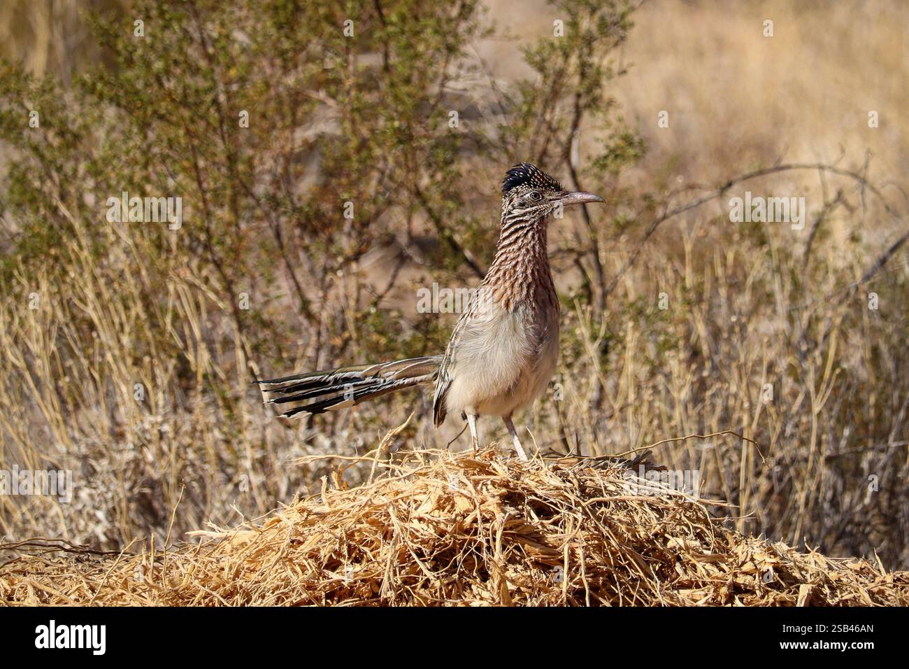 Greater Roadrunner oder Geococcyx californianus stehen auf einem Komposthaufen im Veterans Oasis Park in Arizona. Stockfoto