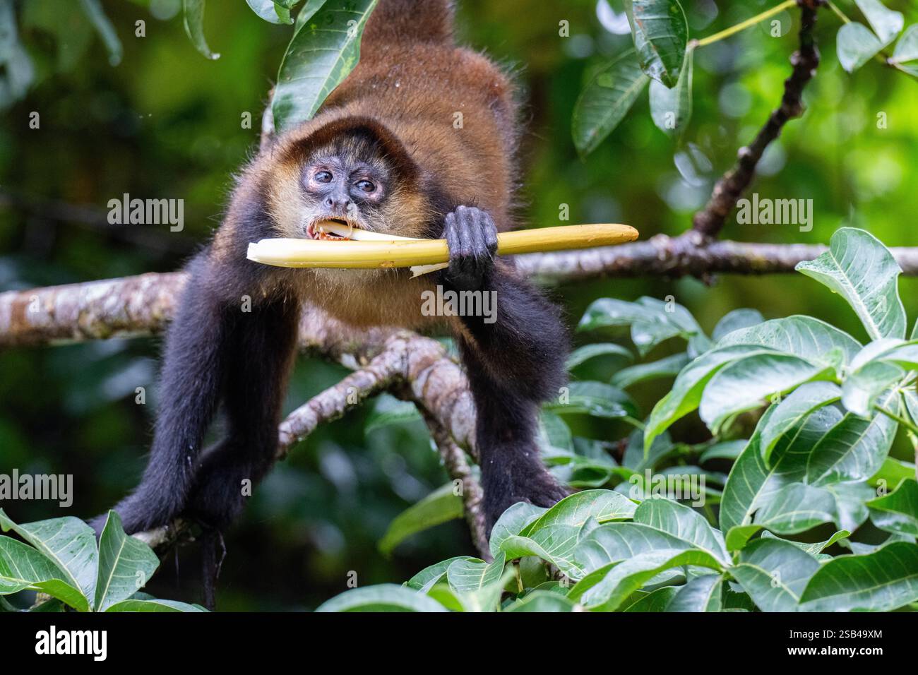 Costa Rica, Tortuguero. Geoffroy's Spinnenaffe (Ateles geoffroyi) alias Black-Hand Spinnenaffe oder Central American Spinnenaffe. Gefährdet. Stockfoto