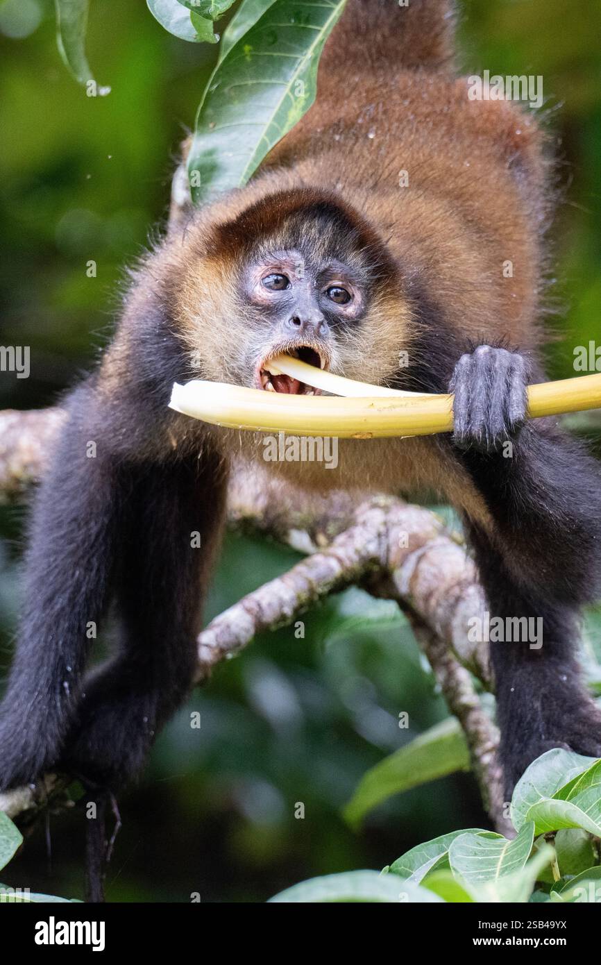 Costa Rica, Tortuguero. Geoffroy's Spinnenaffe (Ateles geoffroyi) alias Black-Hand Spinnenaffe oder Central American Spinnenaffe. Gefährdet. Stockfoto