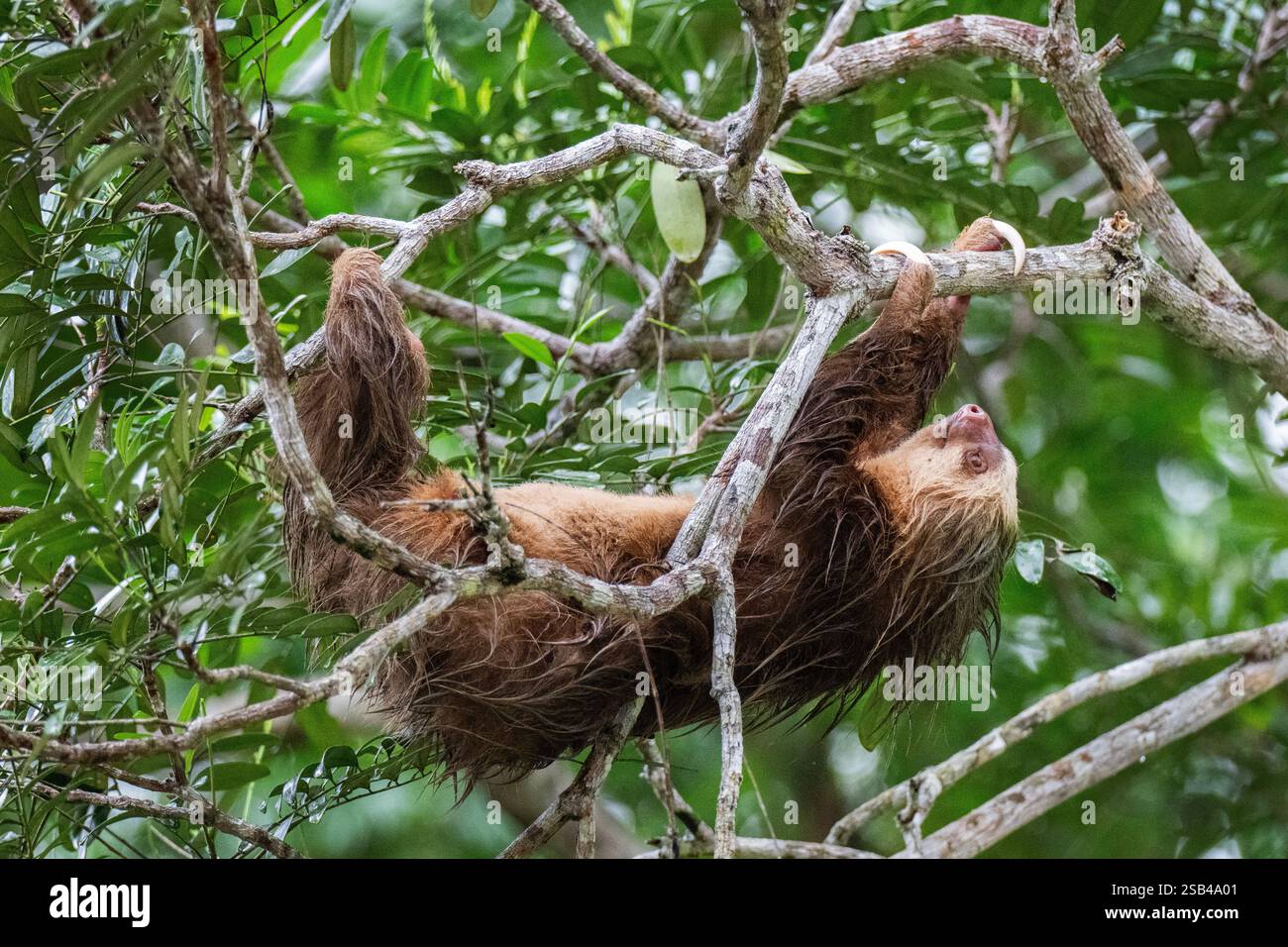 Costa Rica, Tortuguero. Hoffmanns zweizehiges Faultier (Choloepus hoffmanni), auch bekannt als nördliches zweizehiges Faultier. Stockfoto