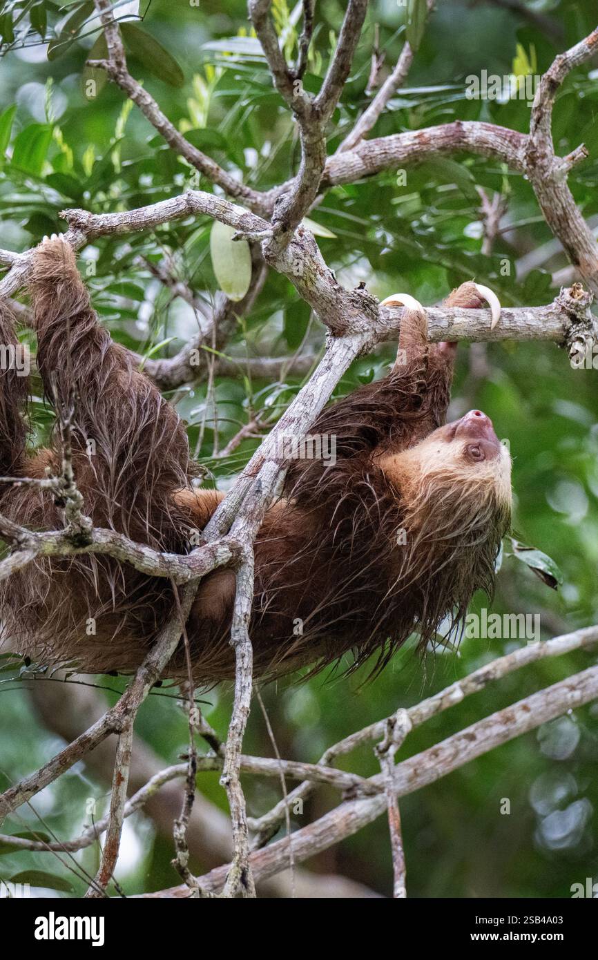 Costa Rica, Tortuguero. Hoffmanns zweizehiges Faultier (Choloepus hoffmanni), auch bekannt als nördliches zweizehiges Faultier. Stockfoto