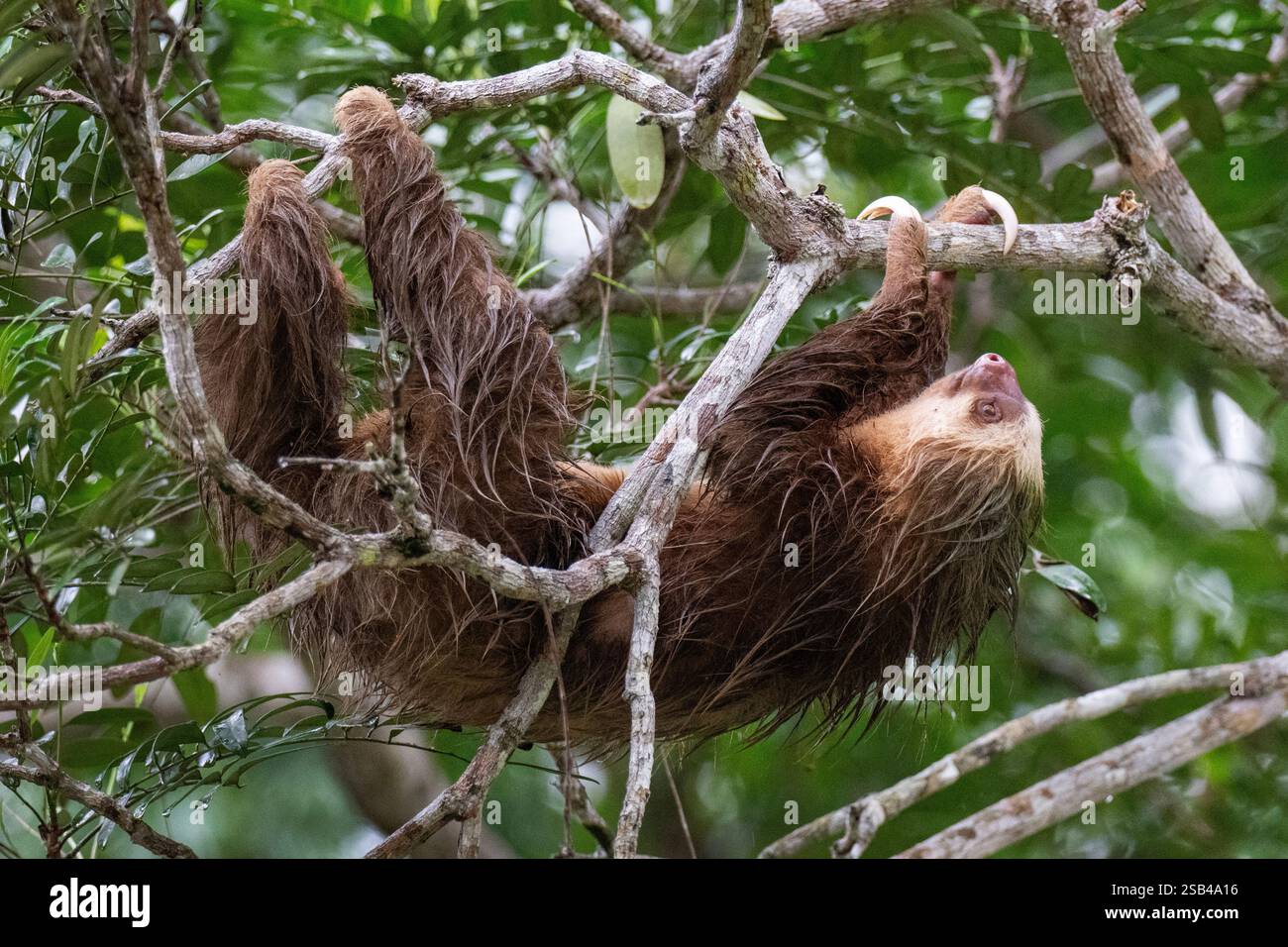 Costa Rica, Tortuguero. Hoffmanns zweizehiges Faultier (Choloepus hoffmanni), auch bekannt als nördliches zweizehiges Faultier. Stockfoto
