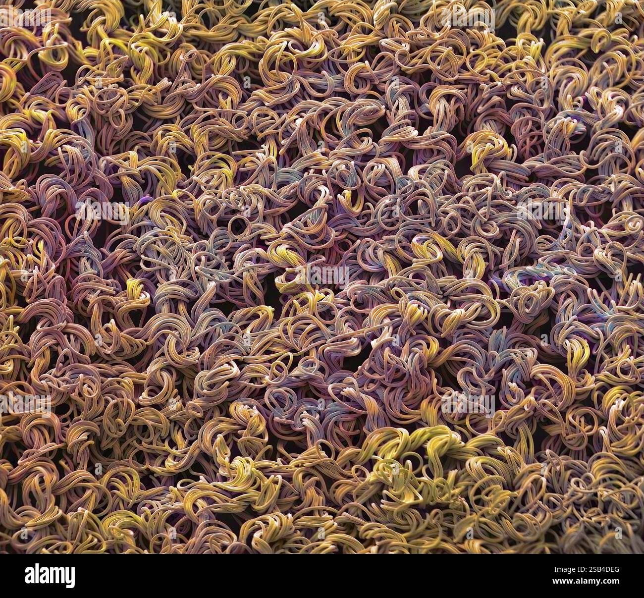 Nylonstrumpfhose aus Fasern. Farbige Rasterelektronenmikrographie (REM) des Gewebes von Nylonstrumpfhosen. Nylon ist eine Polyamidsubstanz und war die erste synthetische Faser, die jemals hergestellt wurde. Nylonfasern sind stärker und elastischer als Seide und relativ unempfindlich gegen Feuchtigkeit und Schimmel. Nylon wird häufig zur Herstellung von Textilien verwendet, wird aber auch in Formartikeln und medizinischen Nähten verwendet. Vergrößerung: 30 x bei Druck mit einer Breite von 10 Zentimetern. Stockfoto