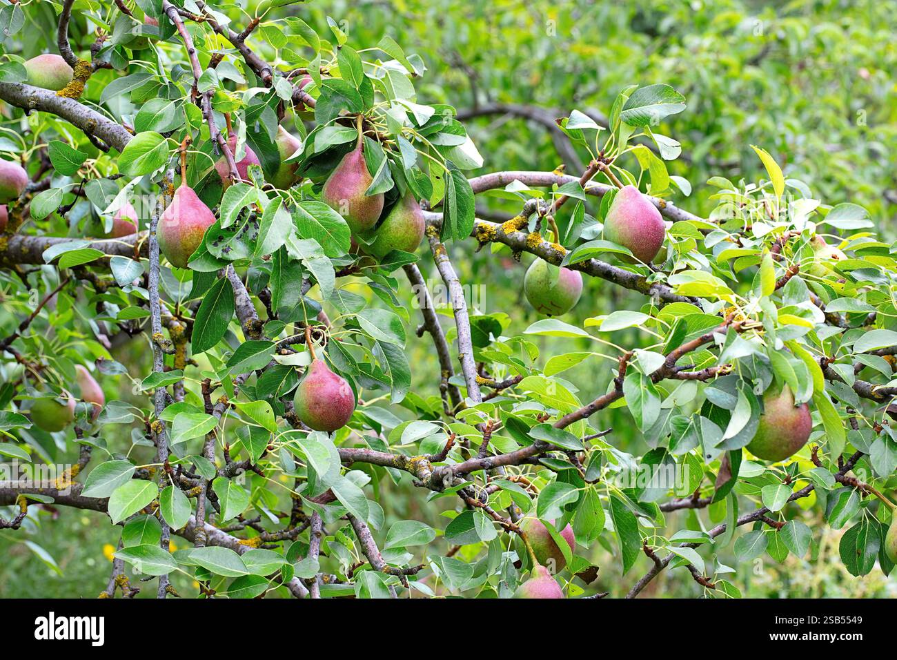 Üppige Birnen Reifen an einem Baum in einem ruhigen Obstgarten an einem hellen Sommernachmittag. Stockfoto