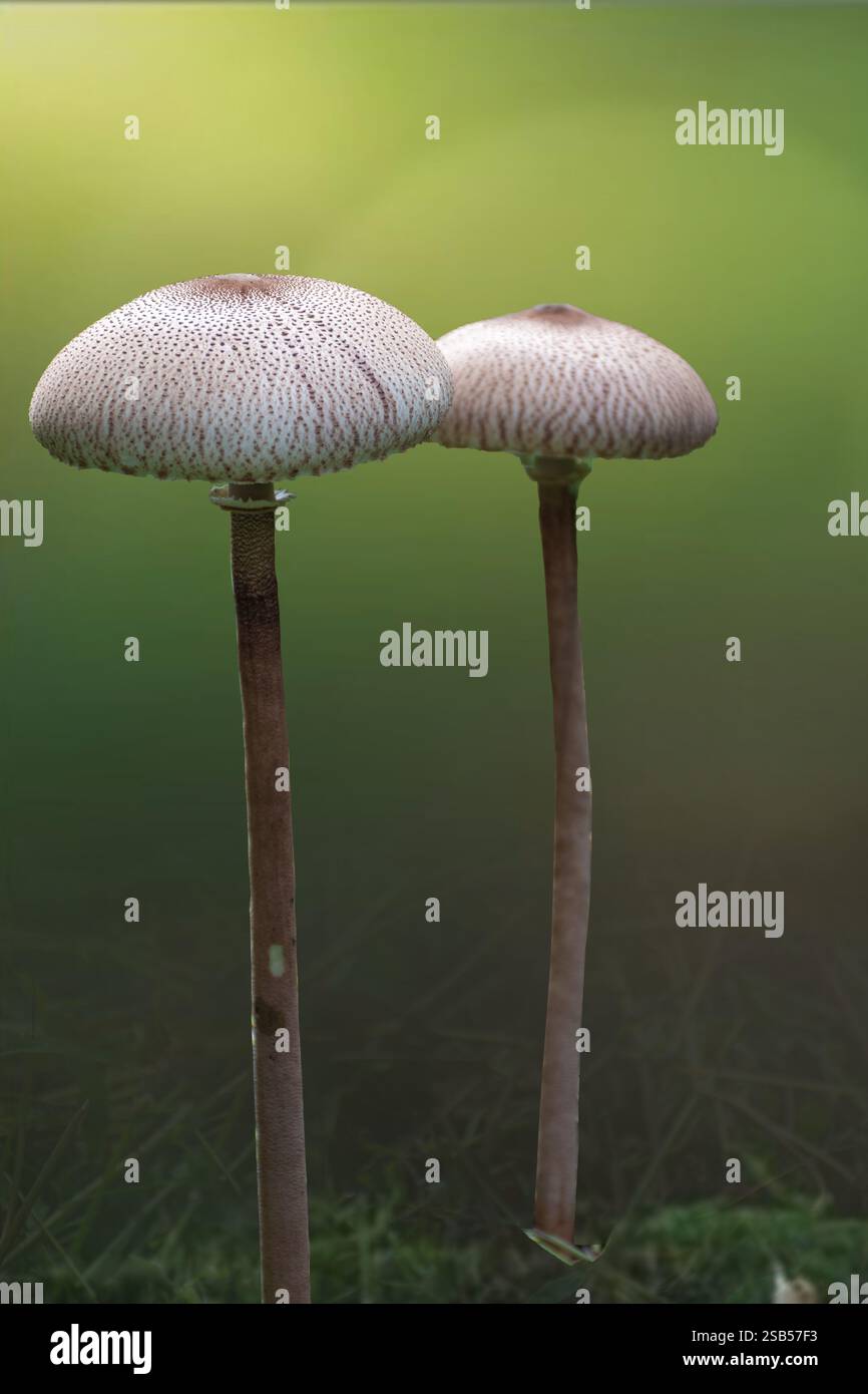 Der Parasolpilz (Macrolepiota procera oder Lepiota procera), ein Pilz mit einem großen, ausgeprägten Fruchtkörper, hat einen medizinischen Wert Stockfoto