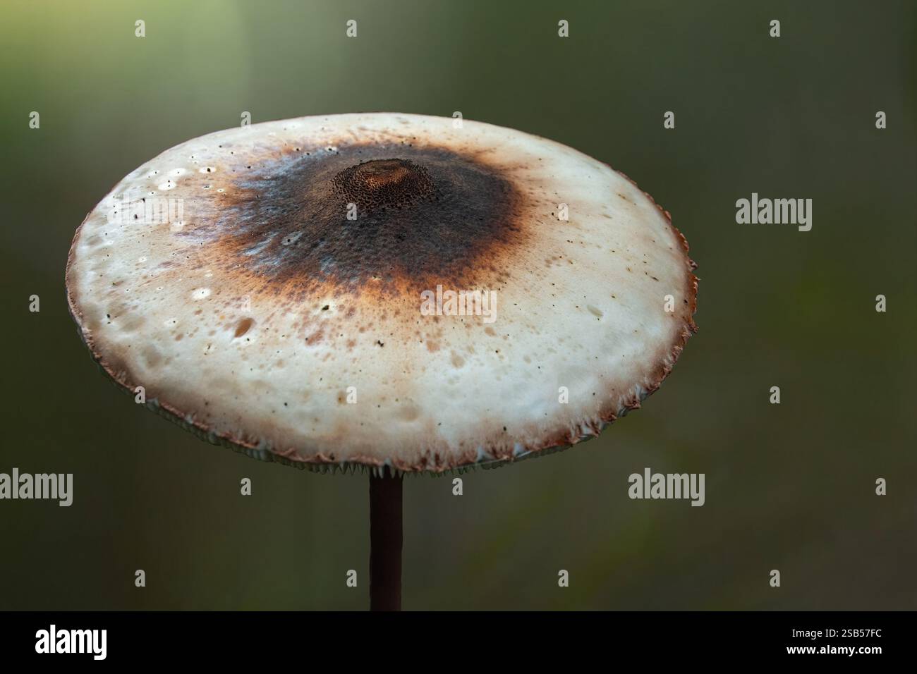 Der Parasolpilz (Macrolepiota procera oder Lepiota procera), ein Pilz mit einem großen, ausgeprägten Fruchtkörper, hat einen medizinischen Wert Stockfoto