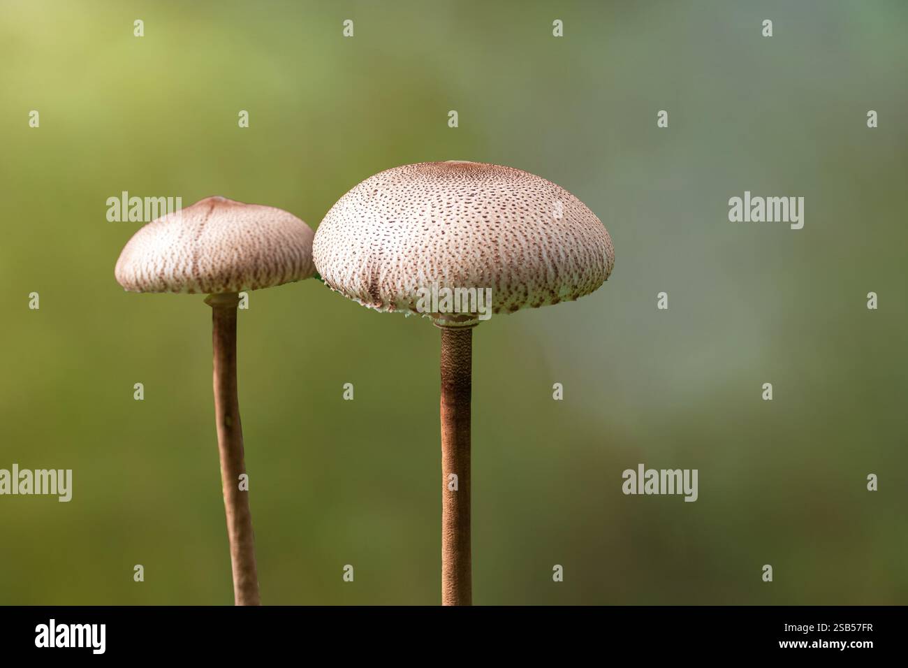 Der Parasolpilz (Macrolepiota procera oder Lepiota procera), ein Pilz mit einem großen, ausgeprägten Fruchtkörper, hat einen medizinischen Wert Stockfoto