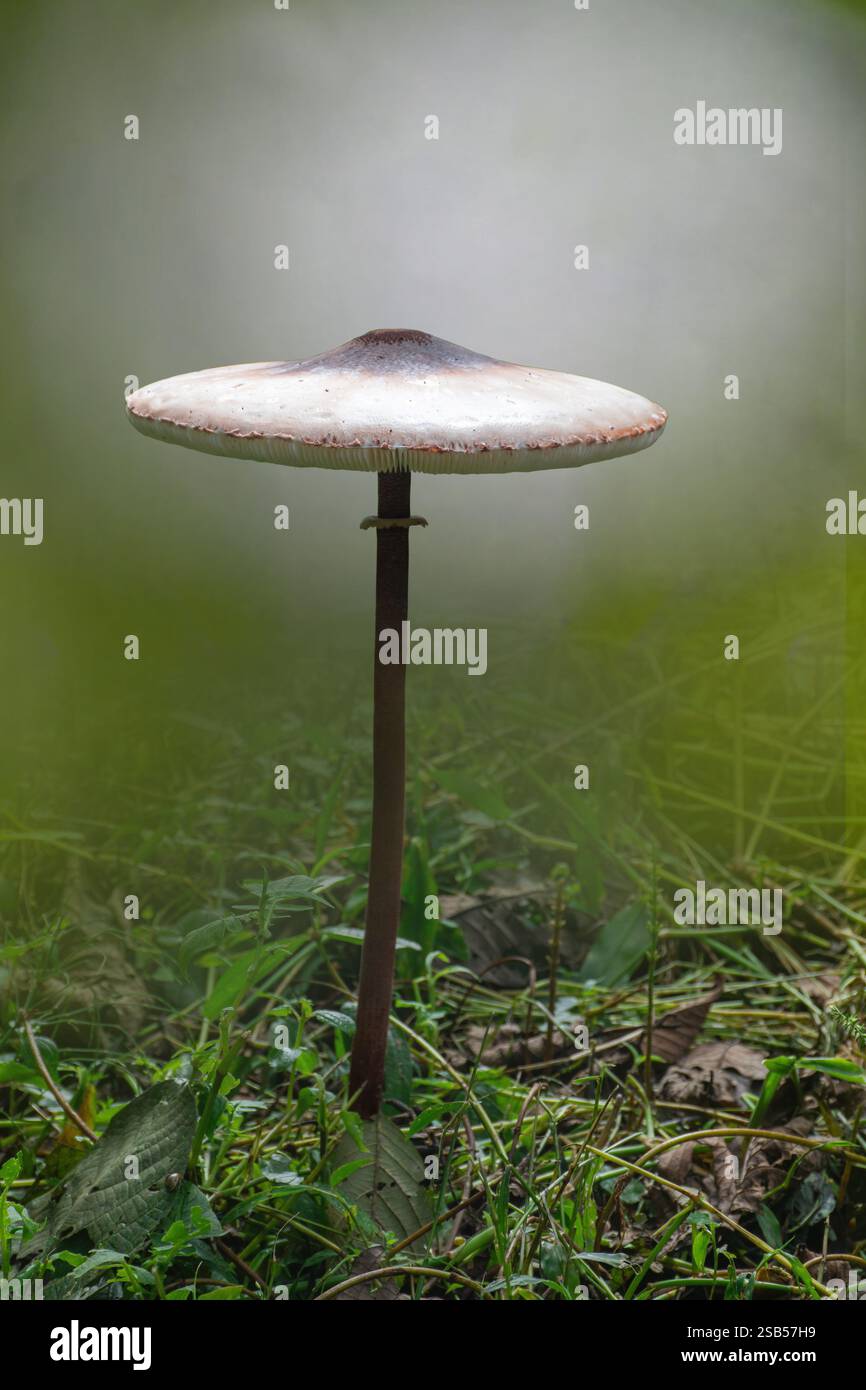 Der Parasolpilz (Macrolepiota procera oder Lepiota procera), ein Pilz mit einem großen, ausgeprägten Fruchtkörper, hat einen medizinischen Wert Stockfoto