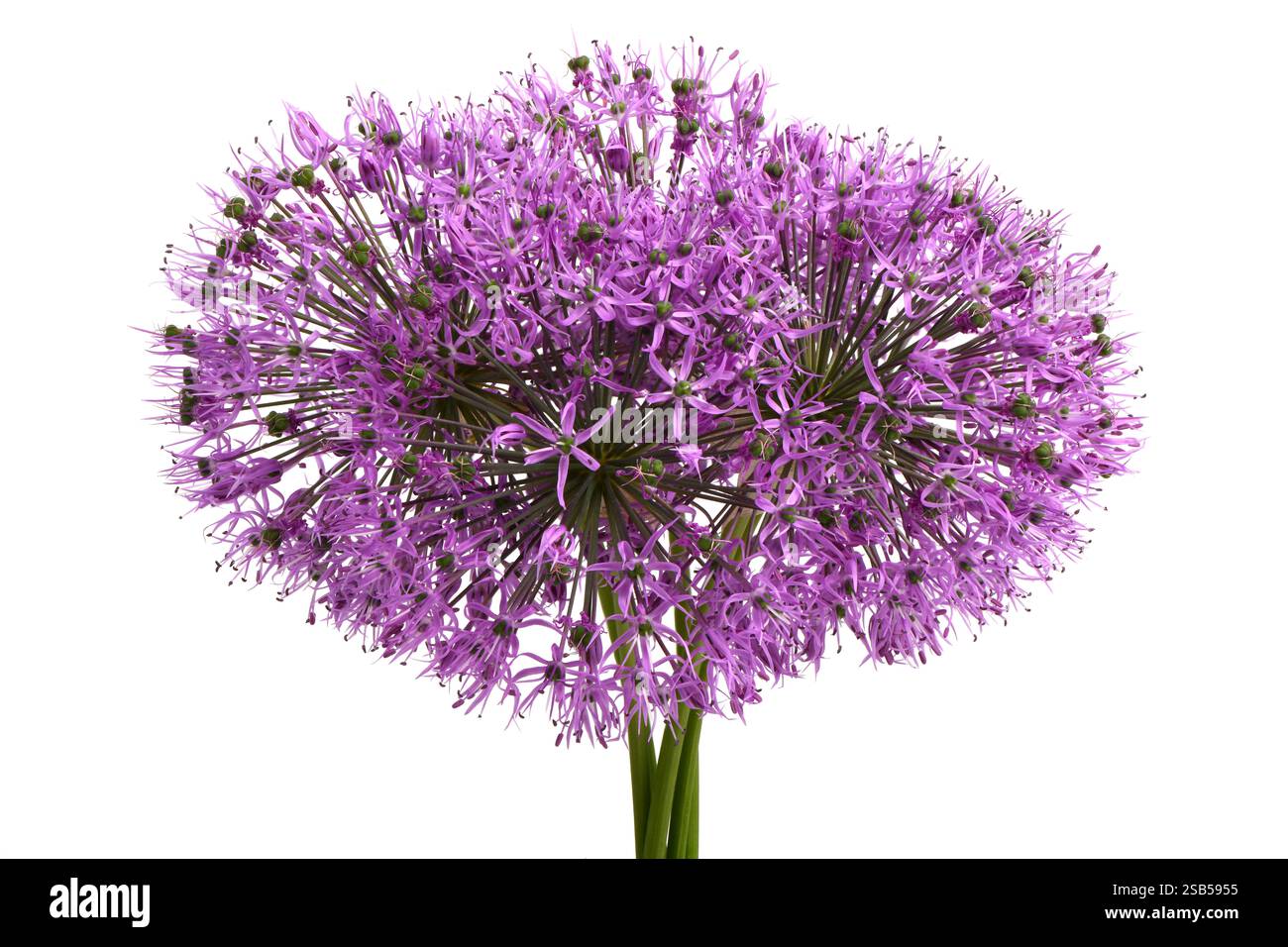 Holländische Zwiebelblüte (Nahaufnahme). Allium holandicum „Purple Sensation“, hellviolett oder tiefviolett Blumenkopf auf weiß. Niederländischer Knoblauch ist ein Zierwerk Stockfoto