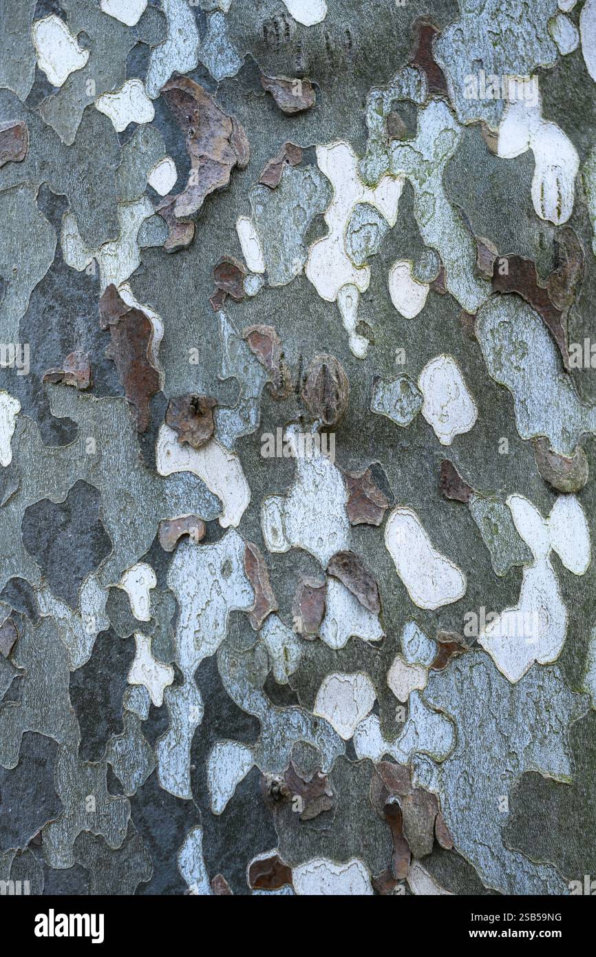 Platan- oder Platane-Baumrinde (Sycamore) aus nächster Nähe. Natürliches khakifarbenes Muster in Militärfarben Stockfoto