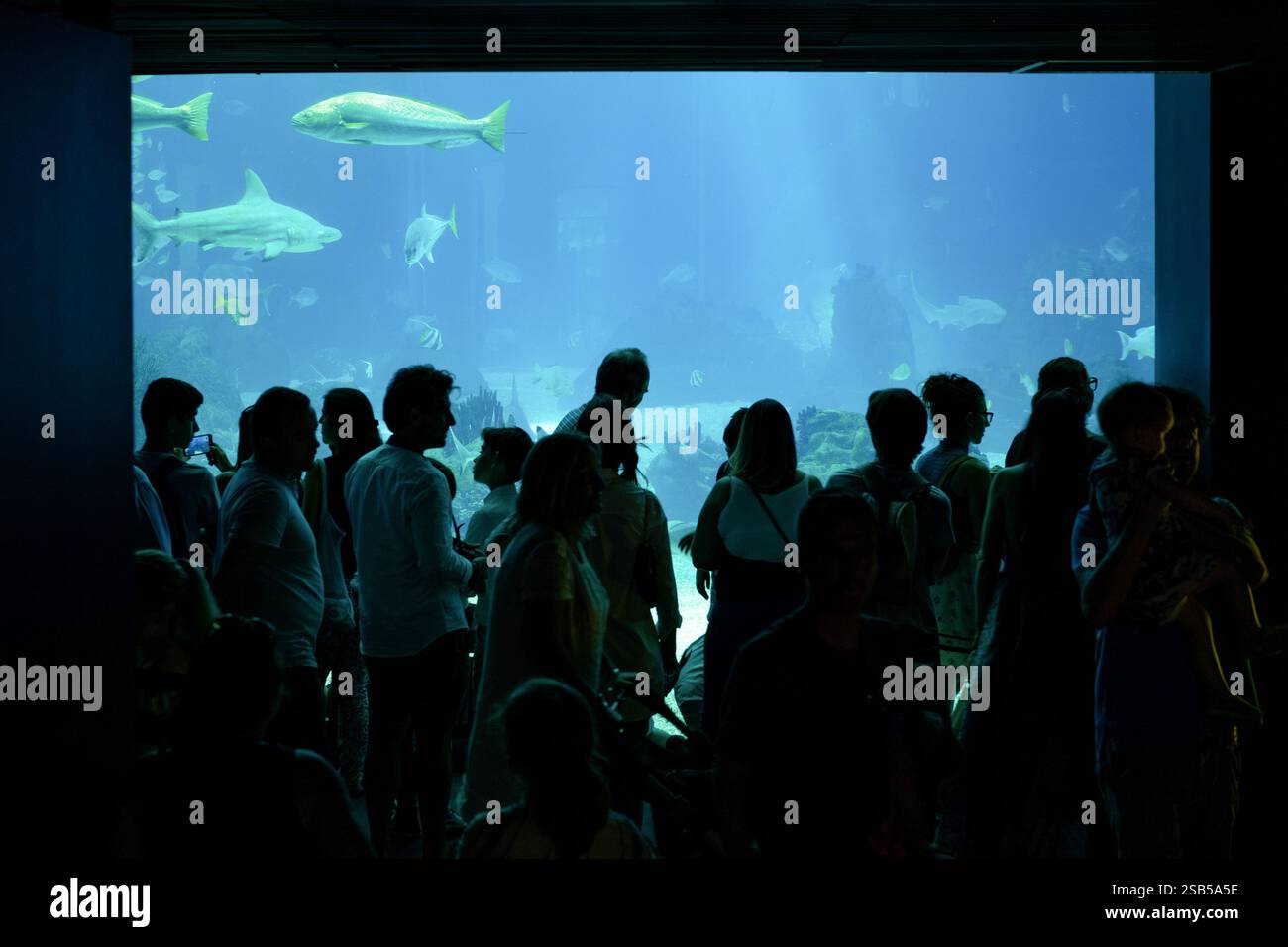 Große Gruppe von Touristen besucht das Ozeanarium in Lissabon, Portugal. Verschiedene Arten von Haien und Fischen werden durch das Glas gesehen. Reiseziele. Stockfoto
