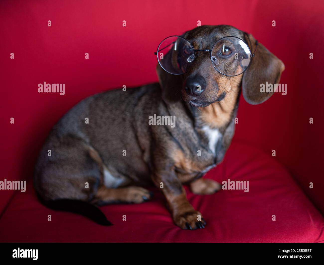 Süßer Dackelhund mit Brille auf rotem Hintergrund. Stockfoto