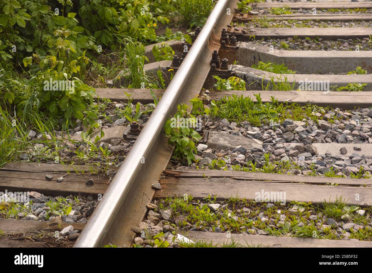 Nahaufnahme einer Eisenbahn mit Pflanzen, die in der Nähe wachsen Stockfoto