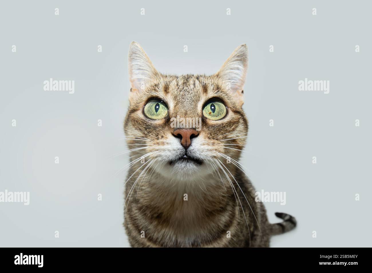 Porträt der europäischen Katzenkatze mit ernstem Gesichtsausdruck in die Kamera schaut. Isoliert auf weißem Hintergrund Stockfoto