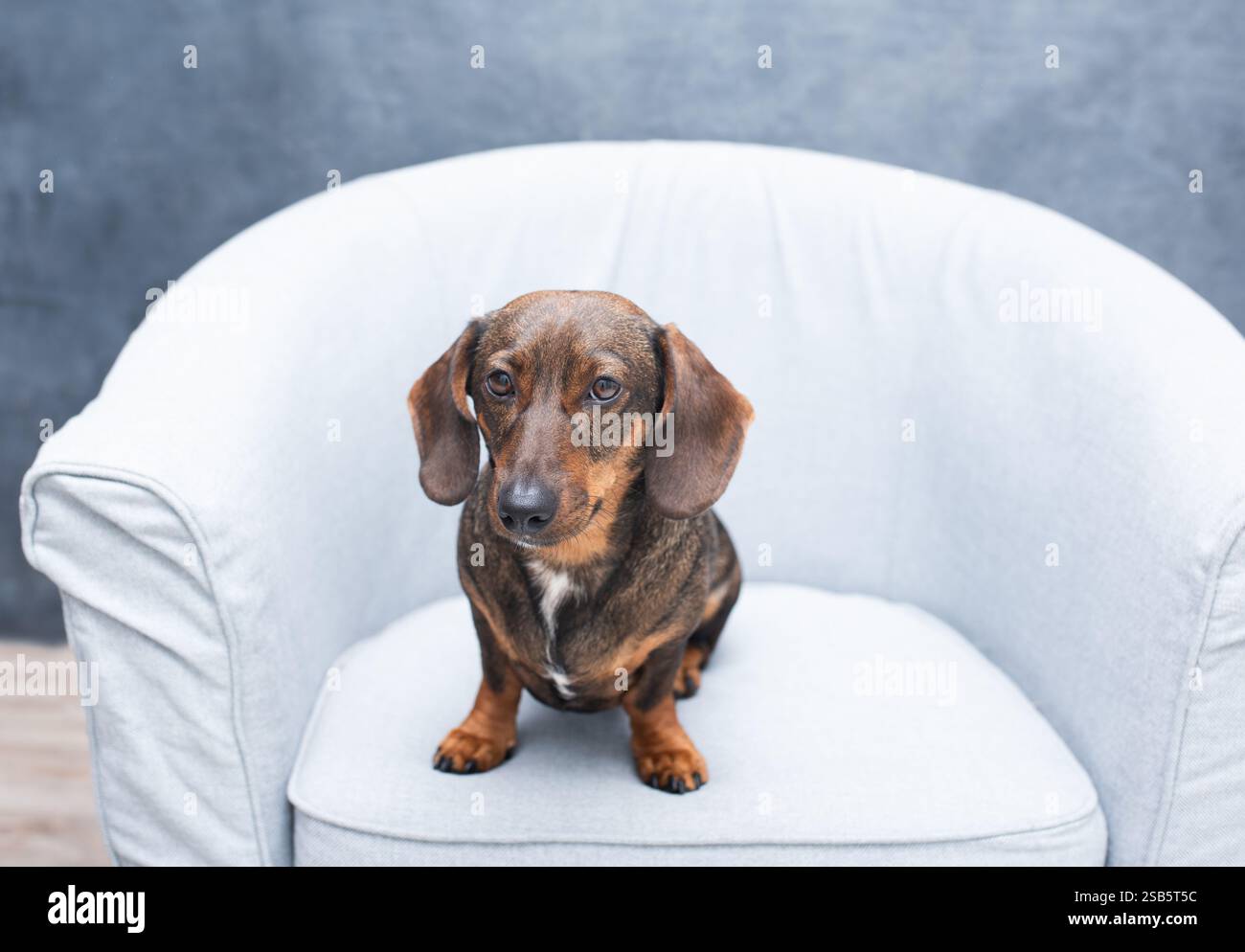 Nahaufnahme einer Dackelnase, süßes Hundefoto Stockfoto