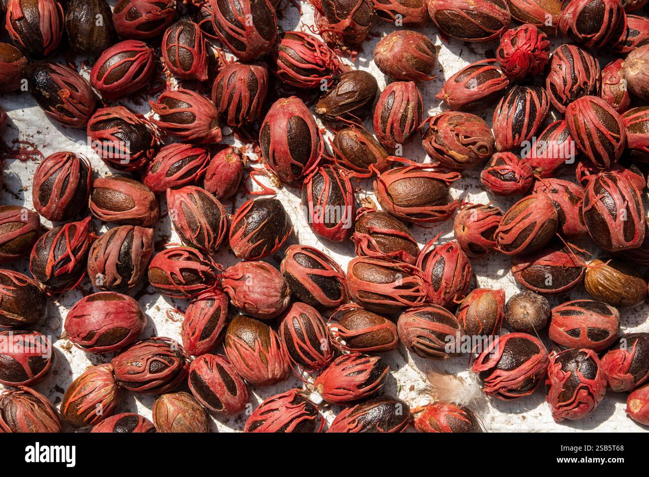 Afrika Tansania, Sansibar, Stonetown, Altstadt, Darajani Markt, ganze Muskatnuss Myristica Duftstoffe, trocknend in der Sonne Stockfoto