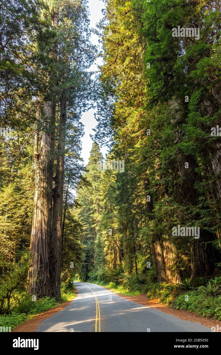 Road in den Redwood National and State Parks, Kalifornien Stockfoto