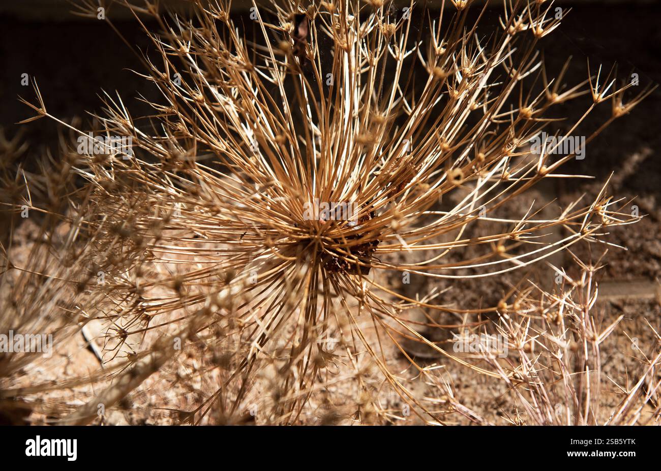 Allium Cristophii seedhead Stockfoto