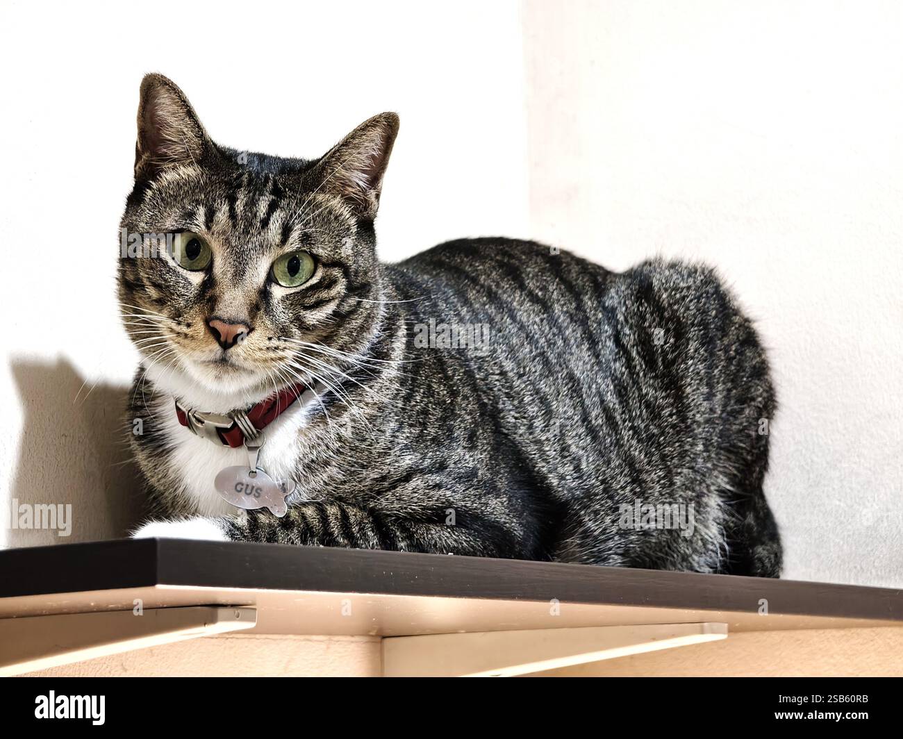 Jakarta, Indonesien - 1. Februar 2025: Eine graue Tabbykatze mit entzückenden Augen sitzt auf einem Katzenkletterregal Stockfoto