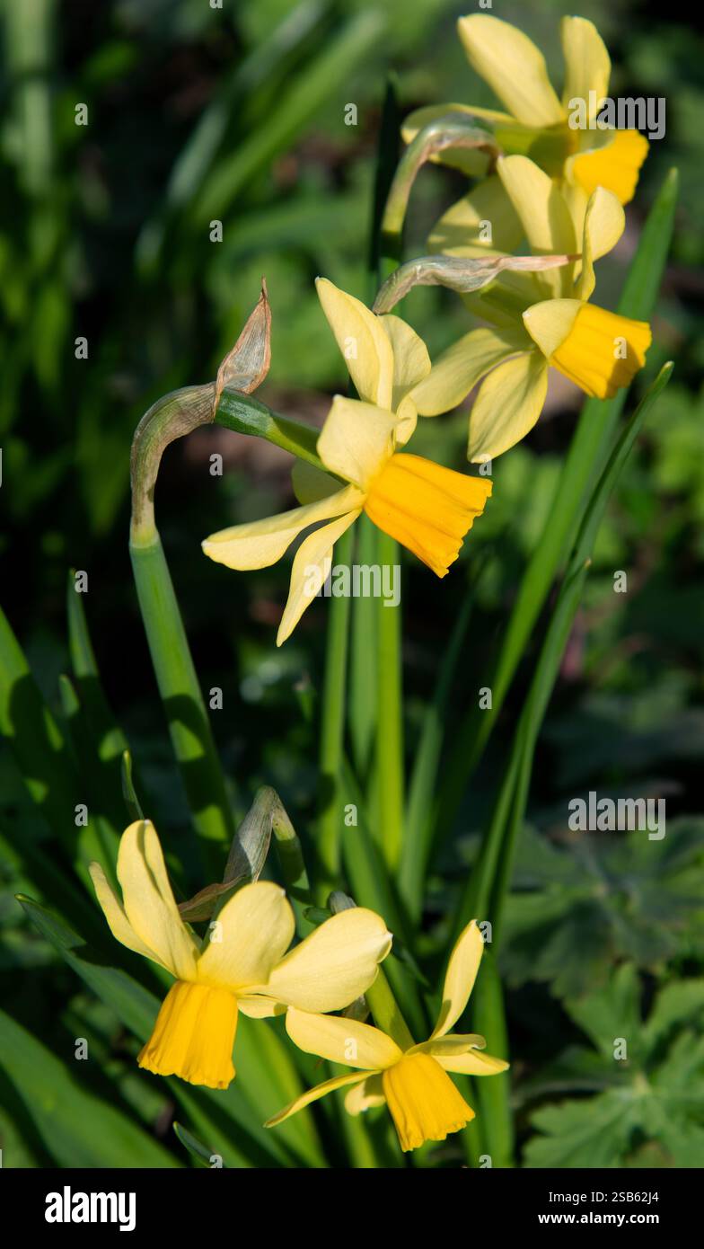 Narcissus Tête-à-tête Stockfoto