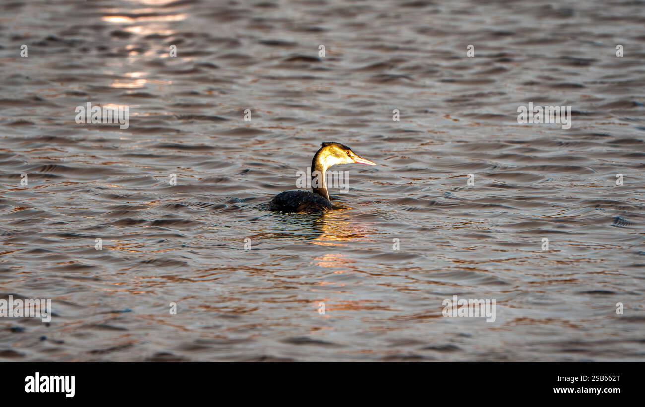Anmutige Grebe schwimmen in plätschernden Gewässern Stockfoto