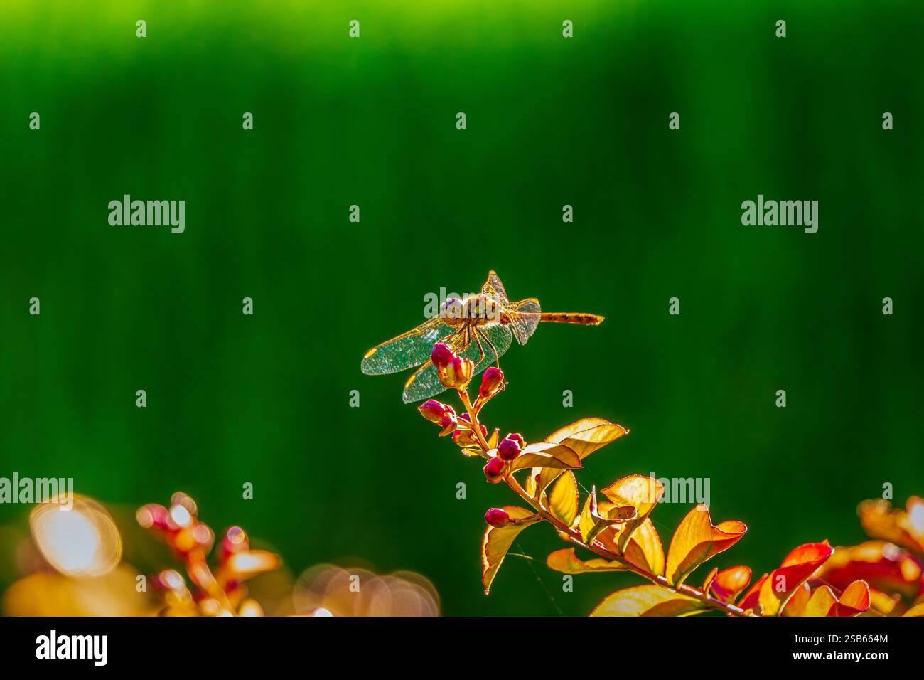 Libelle auf leuchtenden Blütenknospen vor einem üppigen grünen Hintergrund Stockfoto