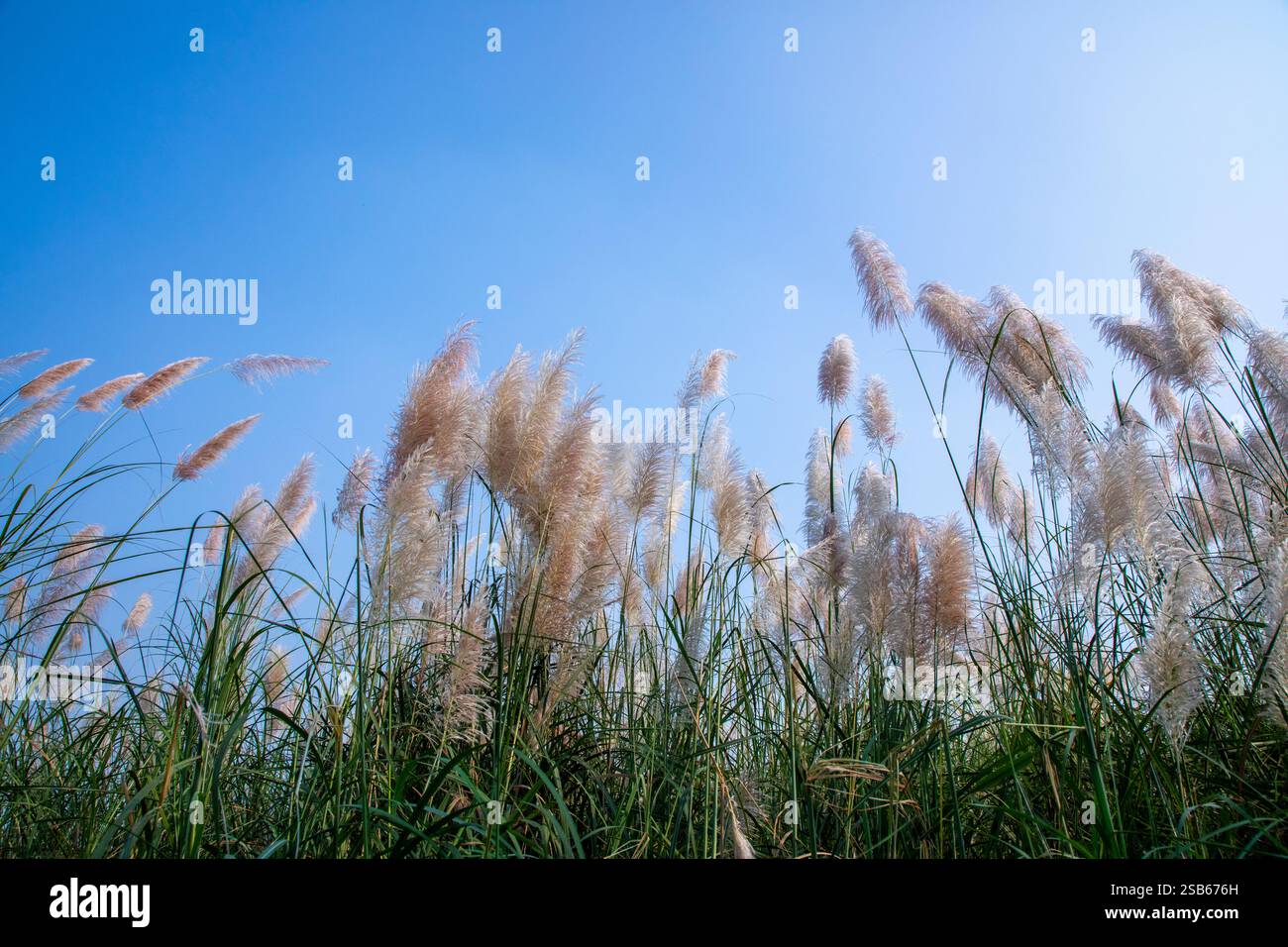 Die Herbstblüten von Kans Grass (Saccharum Spontaneum) schweben anmutig vor einem klaren Himmel. Stockfoto